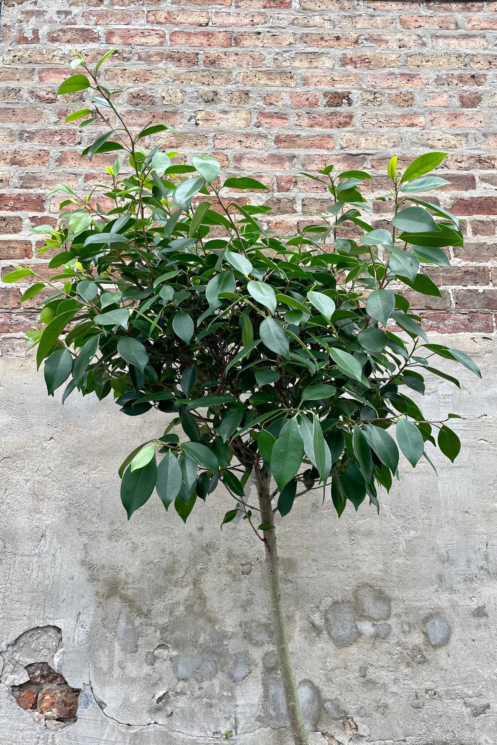 detail of Ficus microcarpa "Nitida" 14" against a grey wall ©Sprout Home