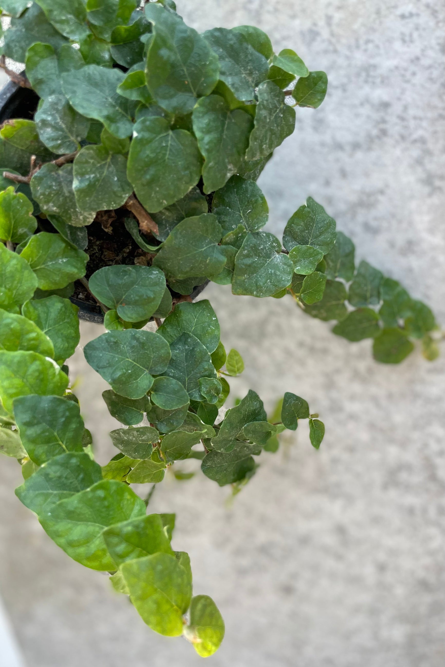 detail of Ficus pumila 4"green vining leaves against a white wall ©Sprout Home