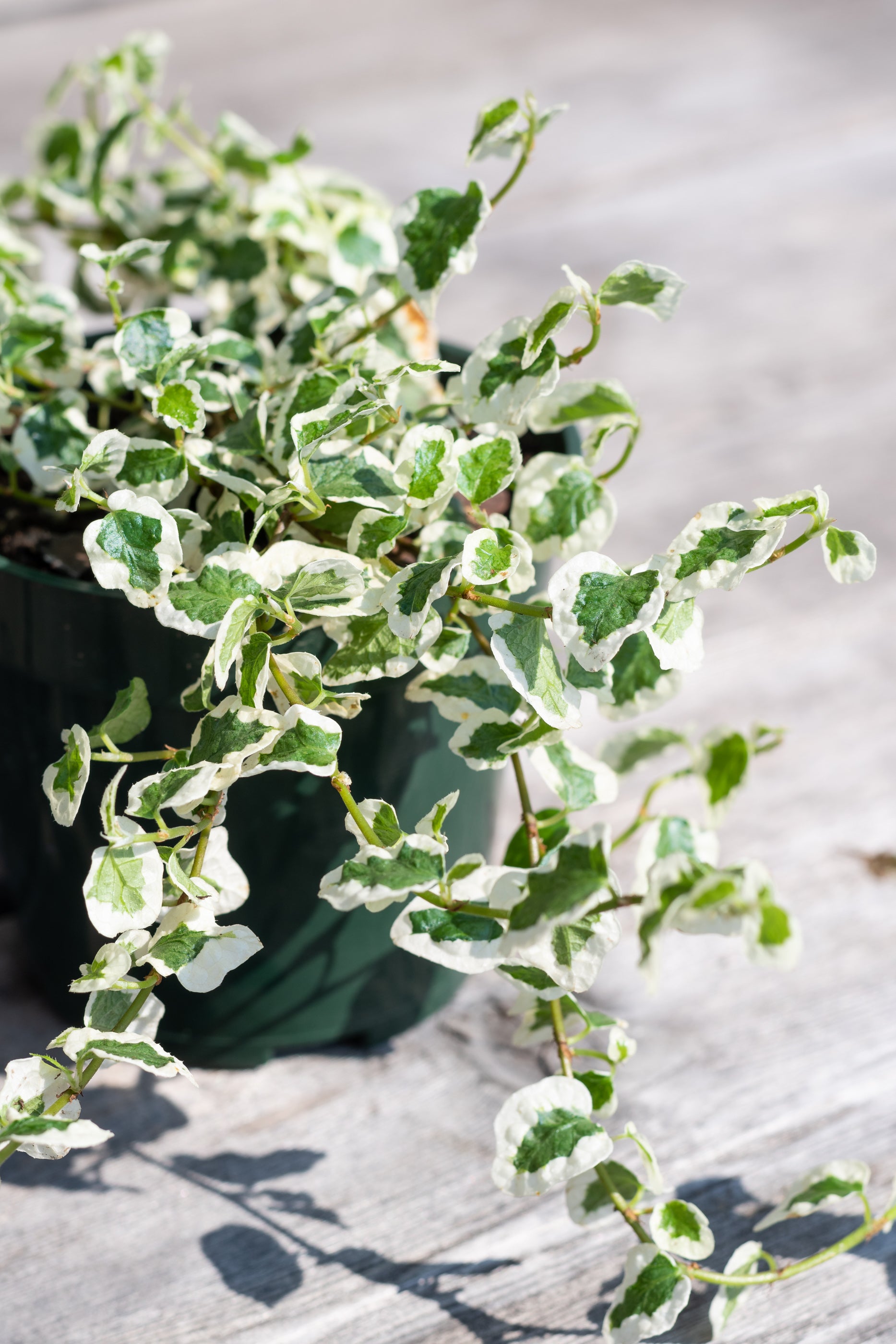 Close up of trailing Ficus pumila, Variegated leaves