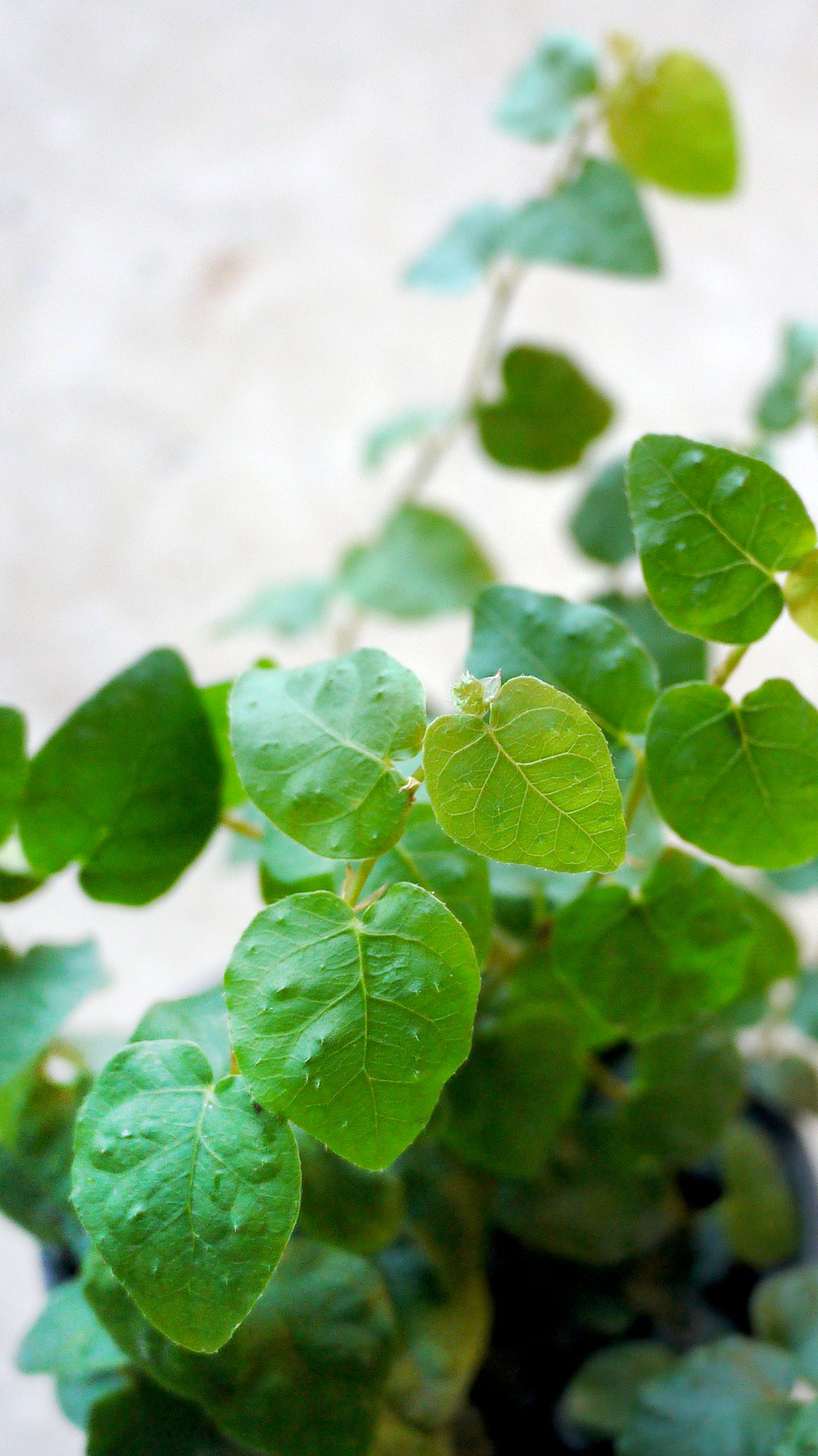 Creeping Fig up close. ©Sprout Home