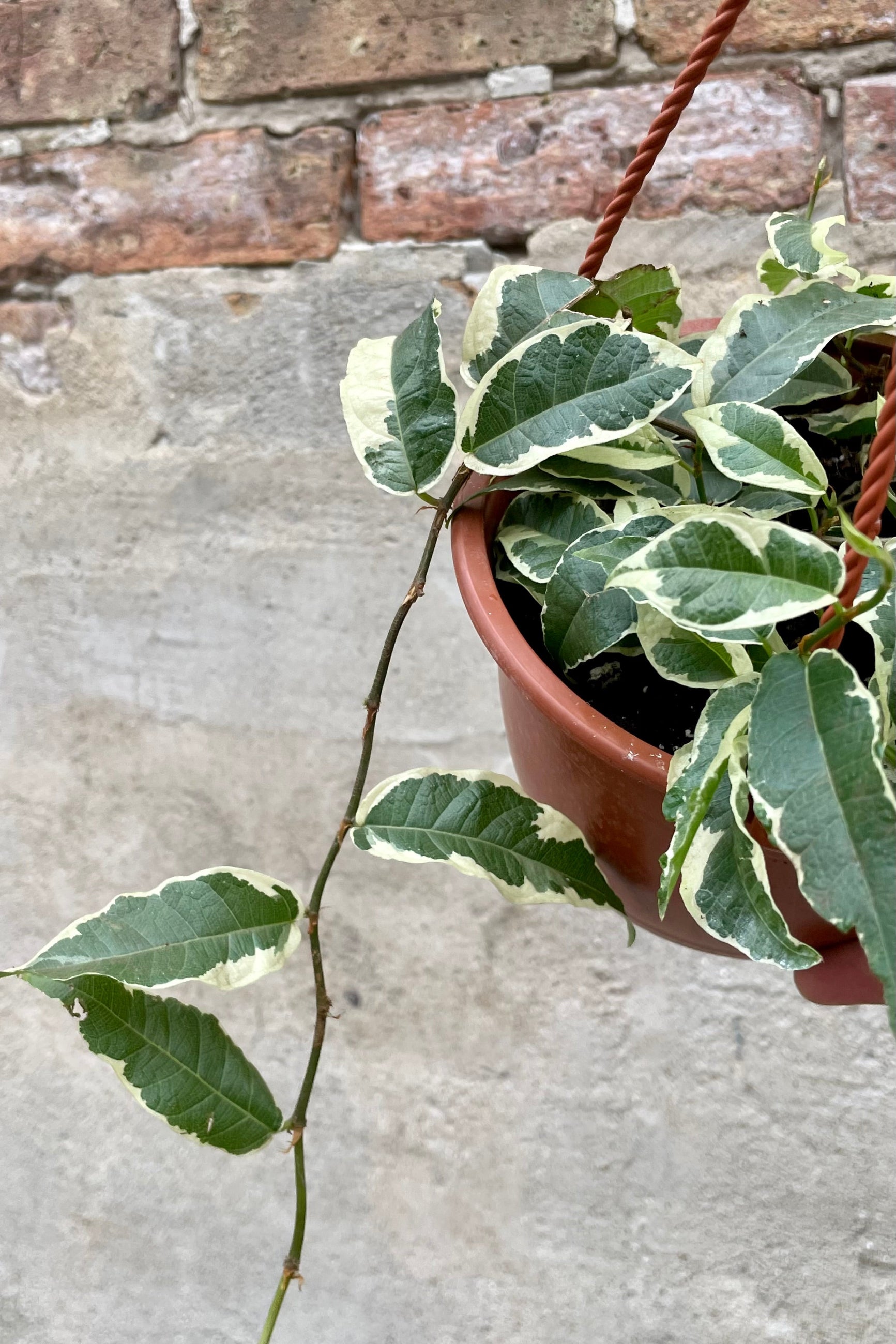 Ficus radicans 6" detail of green and cream variegated vining leaves against a grey and brick wall ©Sprout Home