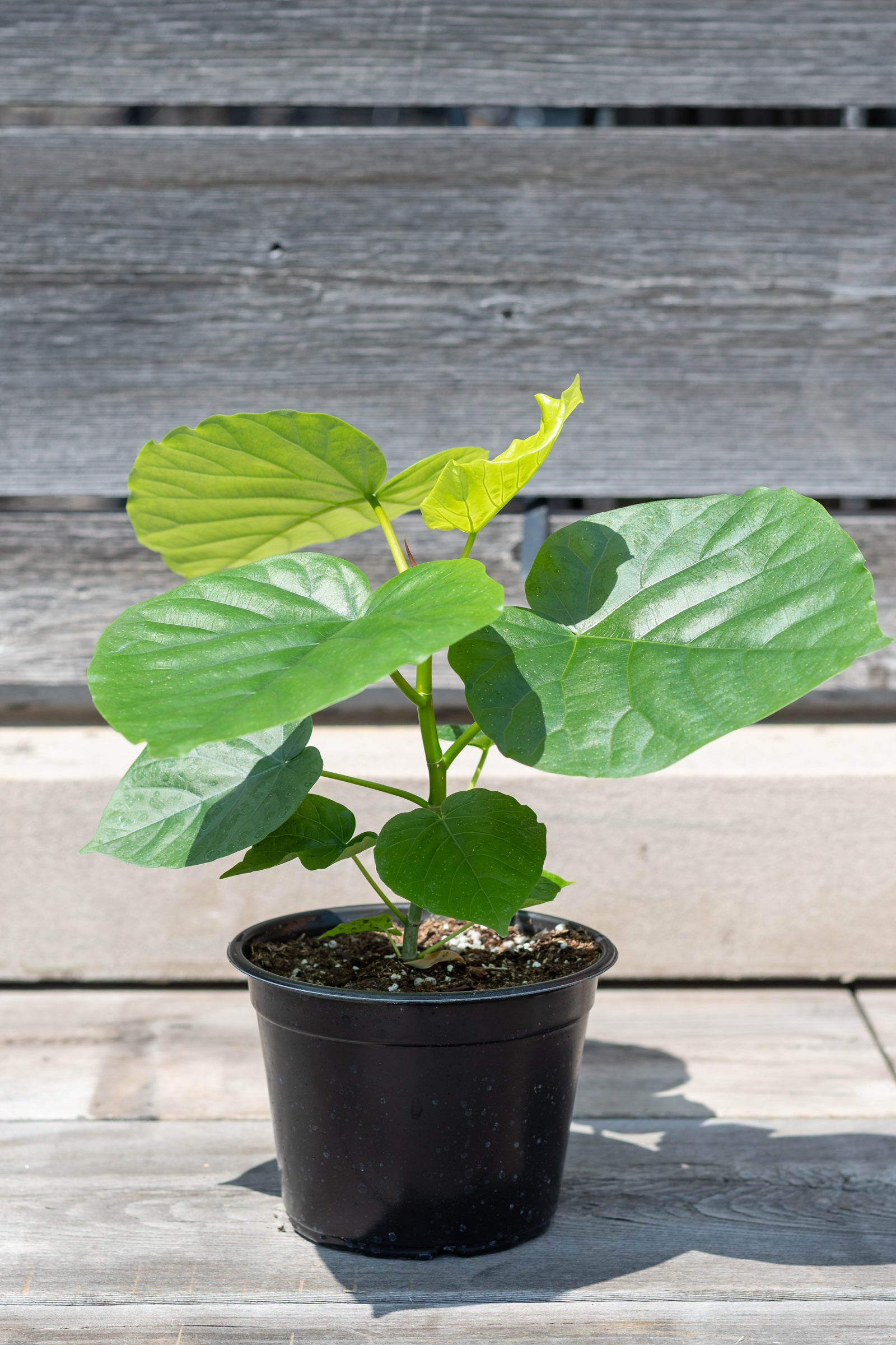 Ficus umbellata potted in front of grey wood wall