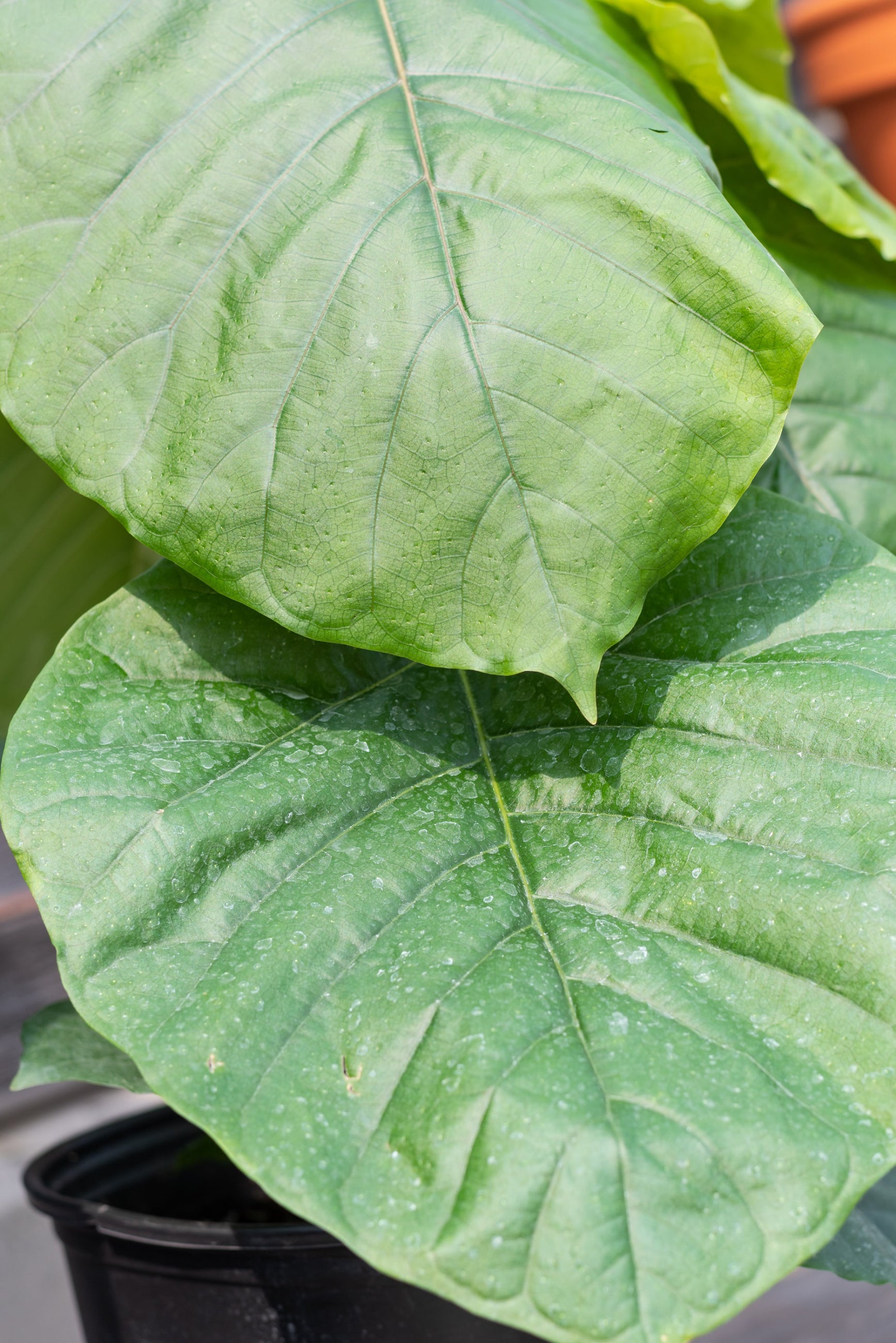 A potted Ficus umbellata plant with large green heart-shaped leaves. ©Sprout Home