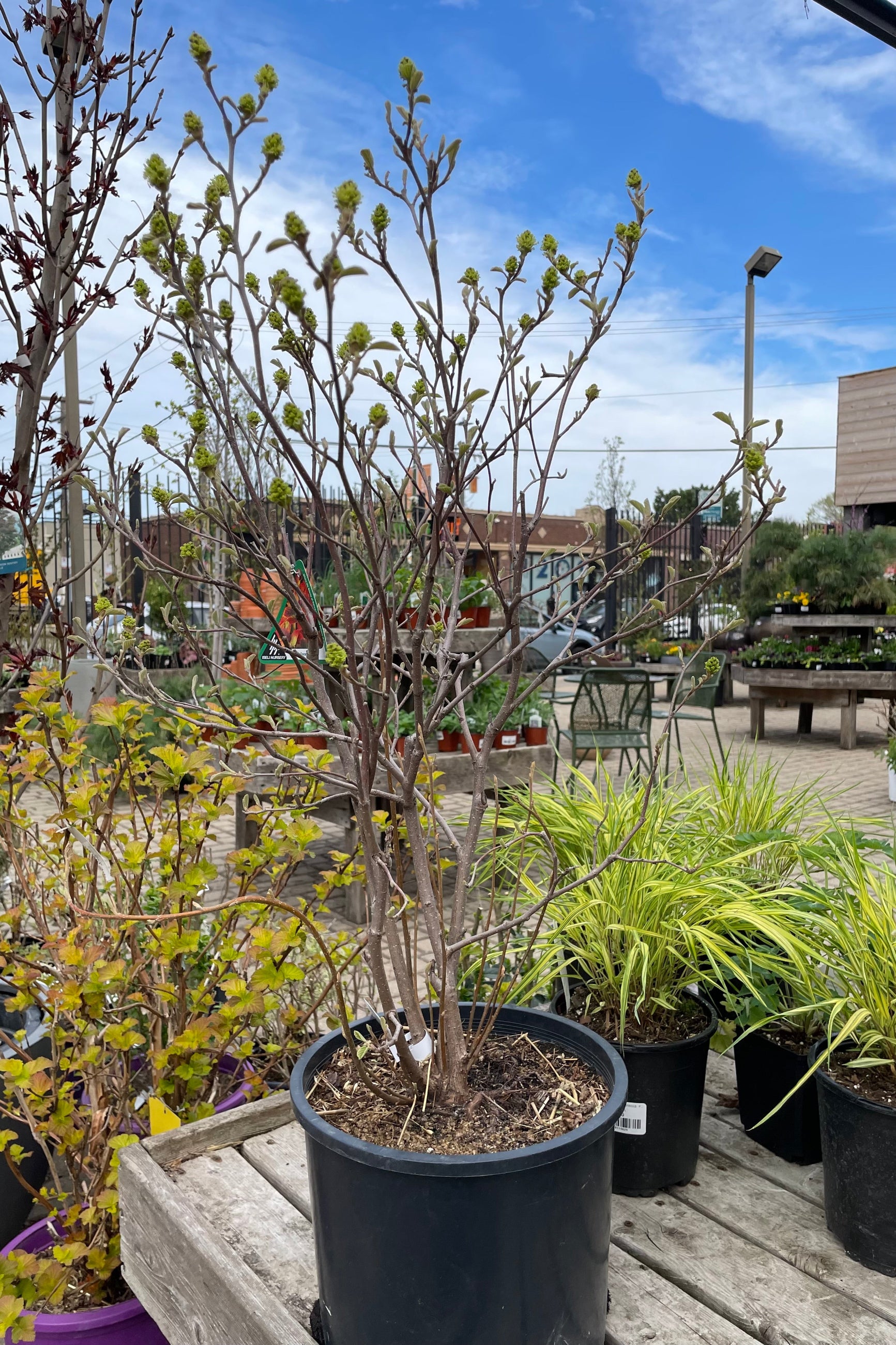 #3 pot size of Fothergilla gardenii the beginning of Spring showing the green buds against the blue sky in the Sprout Home yard. ©Sprout Home