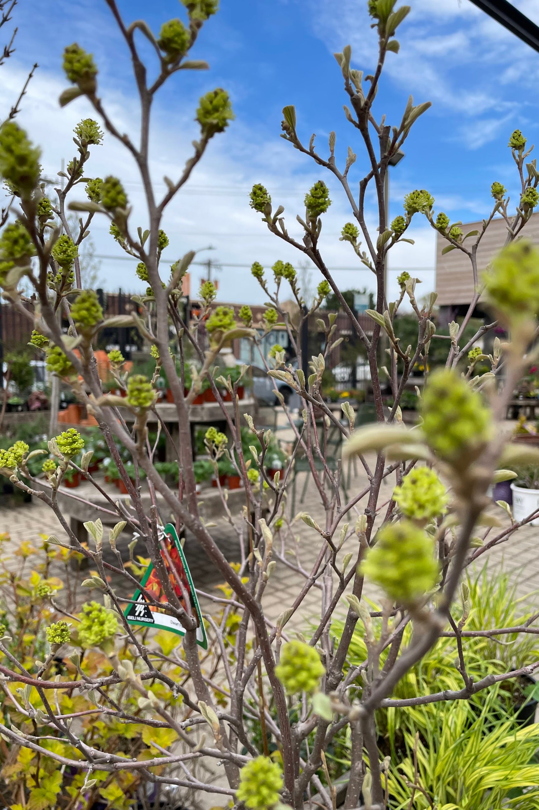 Fothergilla gardenii detail the beginning of spring showing the buds and leaves starting to pop against the blue sky in the Sprout Home yard. ©Sprout Home