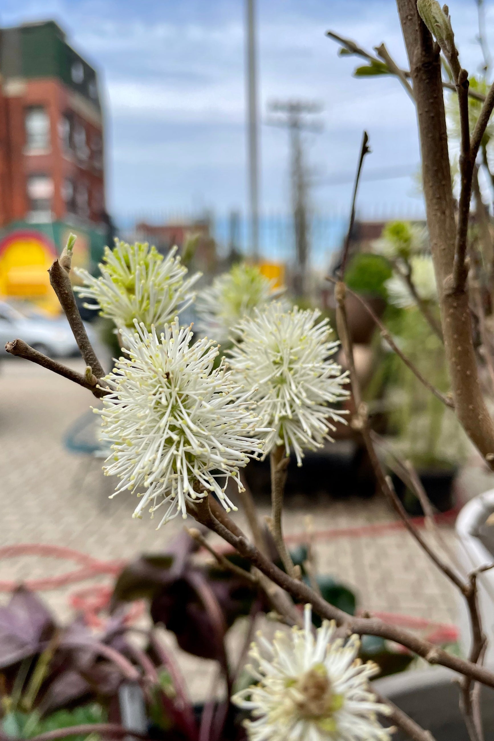 Detail picture of the white blooms of the Fothergilla gardenii in April ©Sprout Home