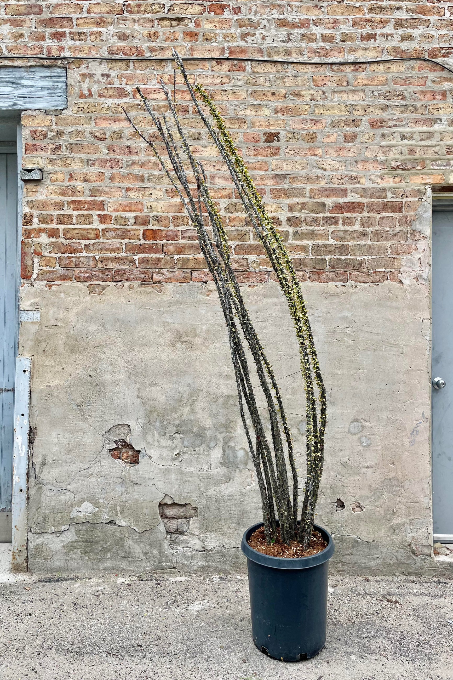 The Fouquieria splendens "Ocotillo" sits against a brick backdrop in all its glory. ©Sprout Home