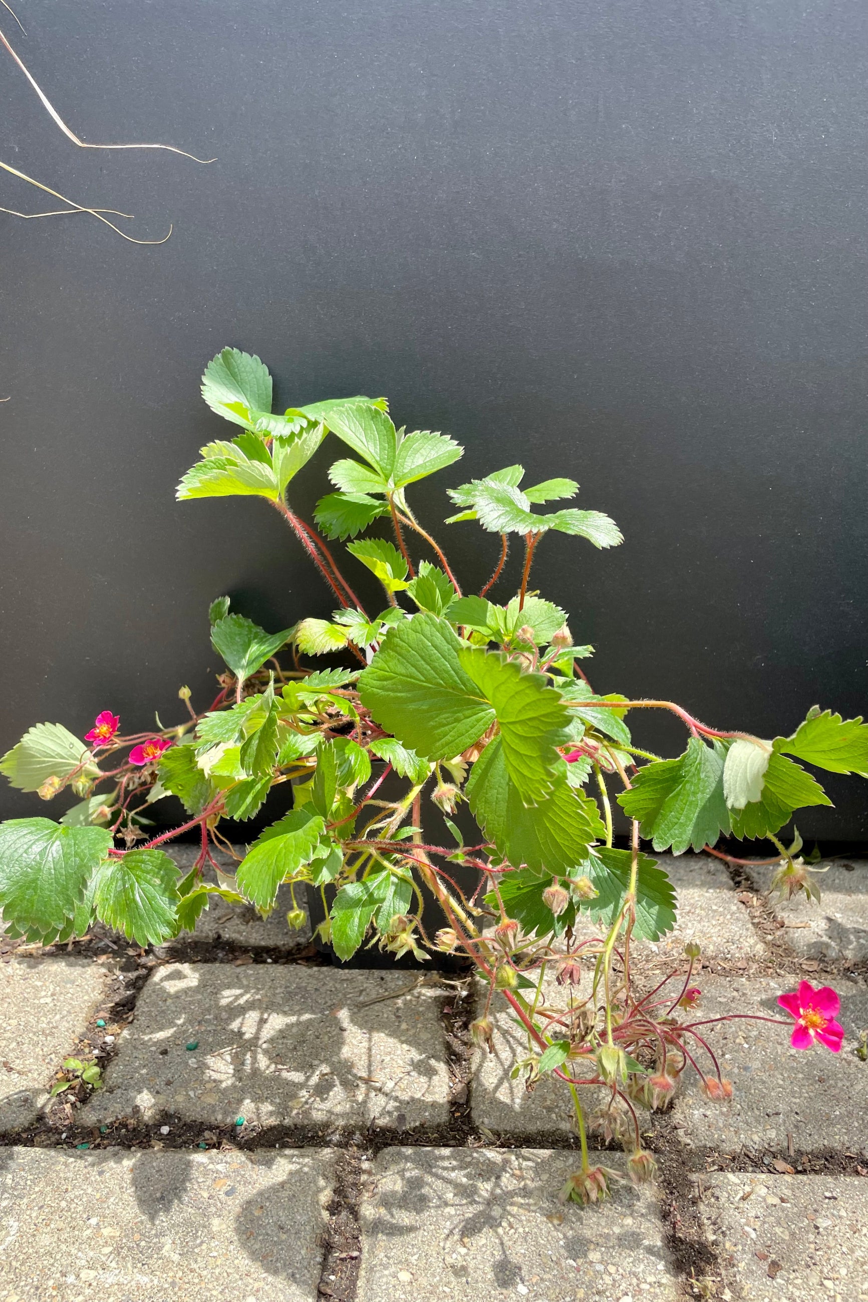 4" container size of the Fragaria 'Lipstick', ornamental strawberry plant in bloom with fuchsia flowers against a gray wall the end of May at Sprout Home. ©Sprout Home