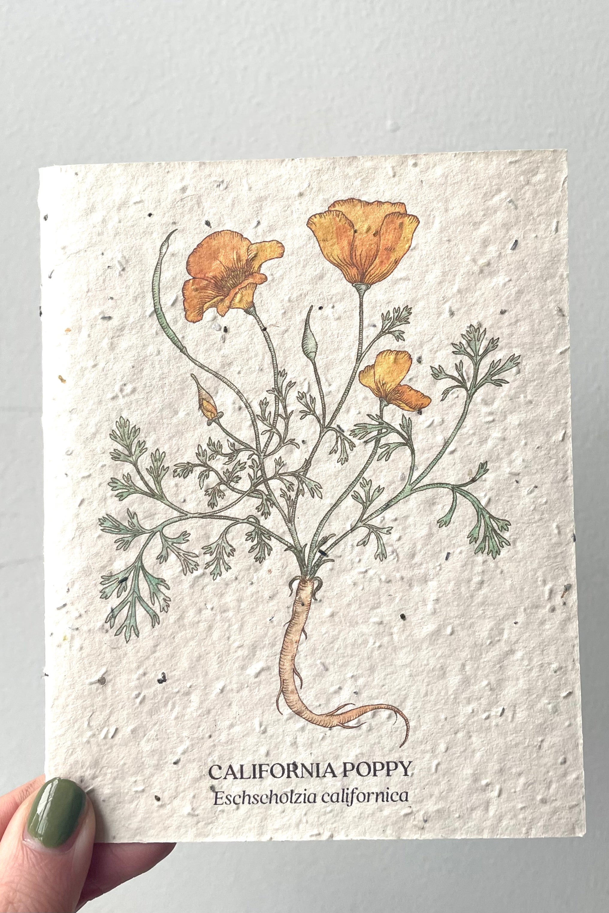 A hand holds California Poppy seeded paper card