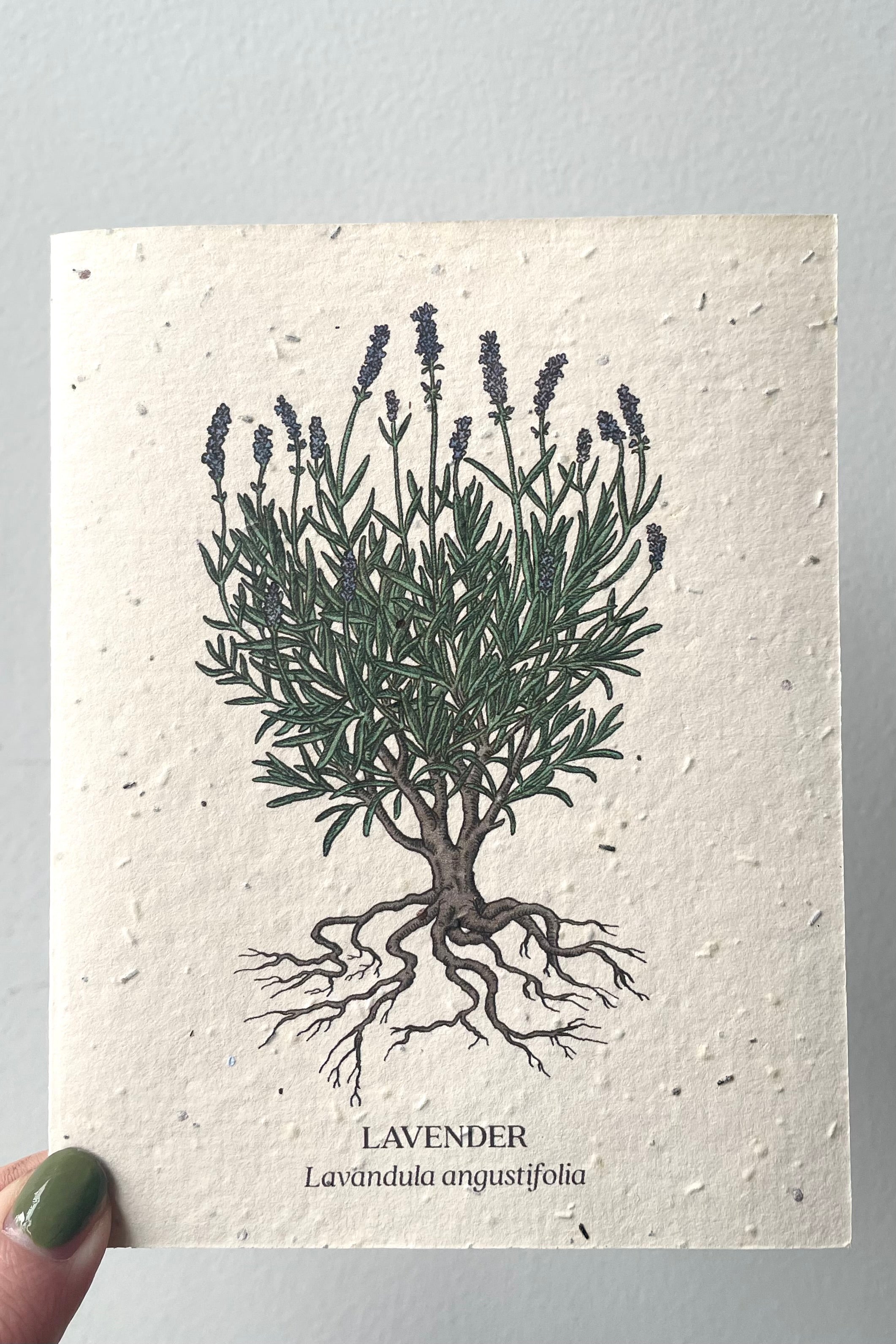 A hand holds Lavender Seeded Paper Card against a white backdrop