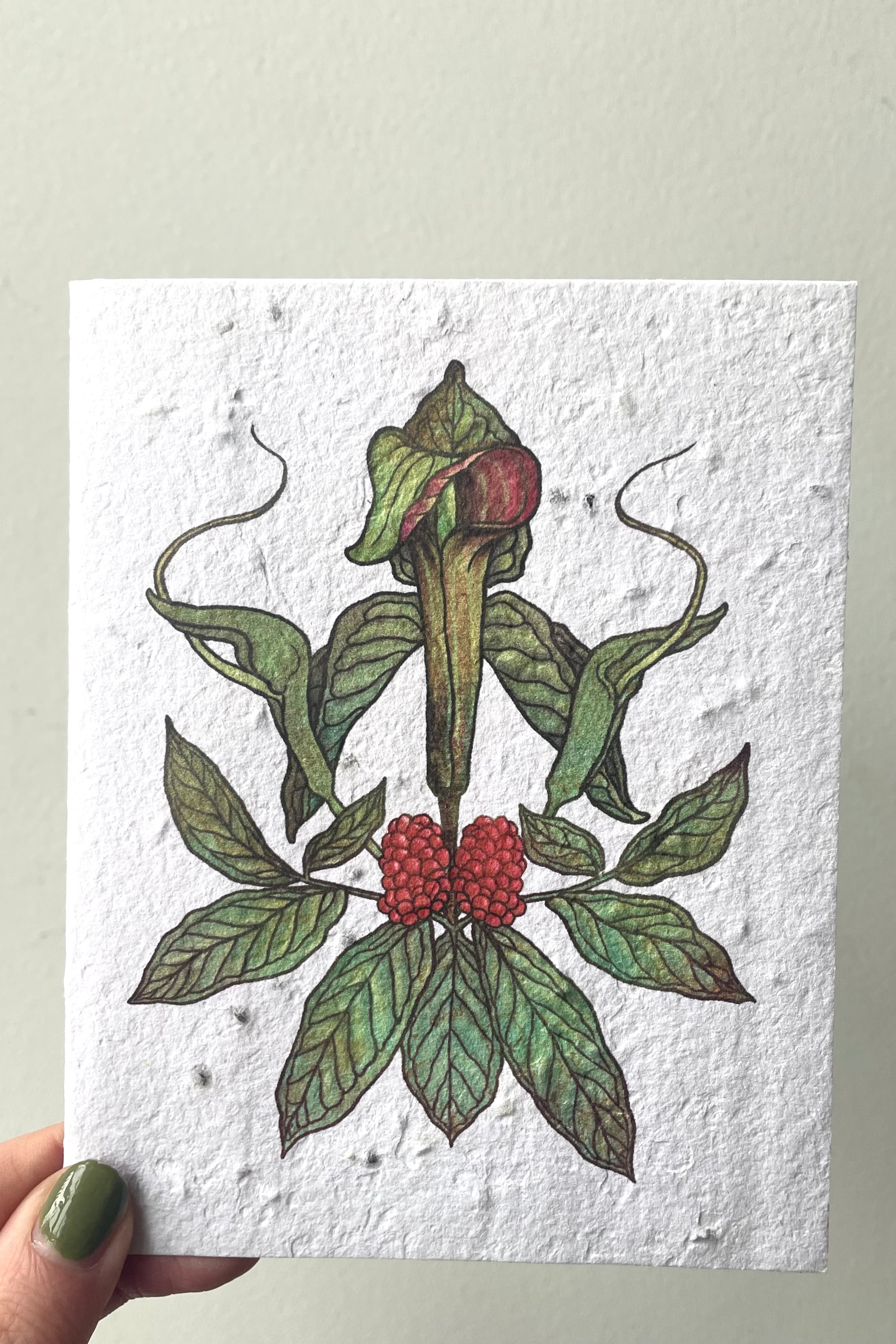 A hand holds Jack-in-the-Pulpit Seeded Paper Card against white backdrop