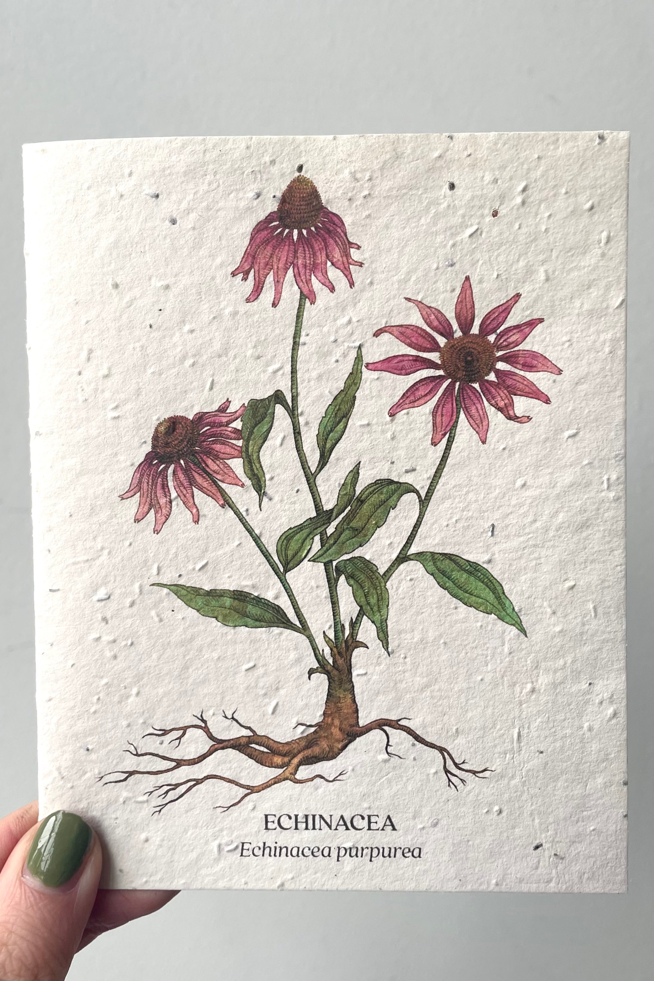 A hand holds Echinacea seeded paper card against white backdrop
