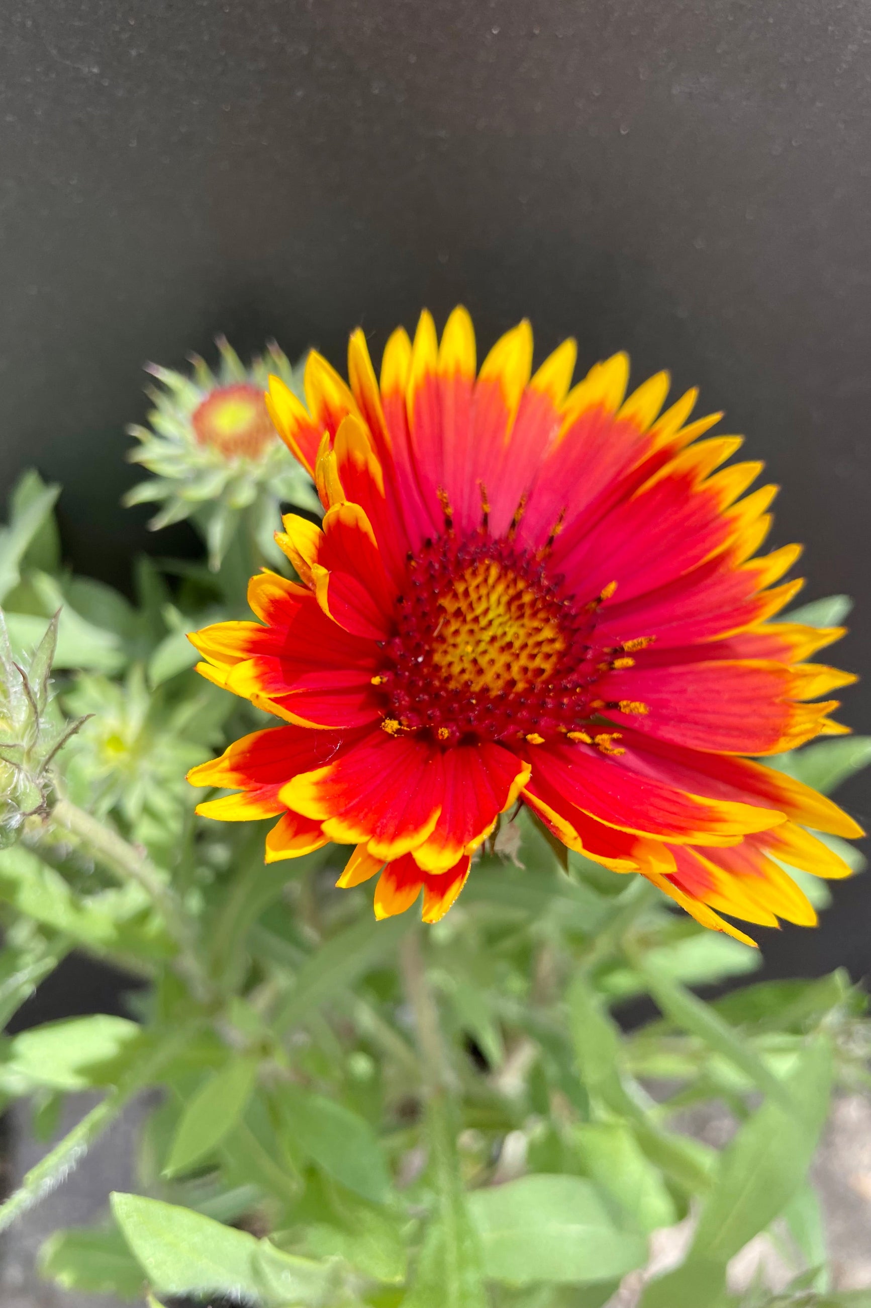 The red flower with yellow margins of the Gaillardia 'Goblin' in full bloom the end of May against a black background at Sprout Home. ©Sprout Home