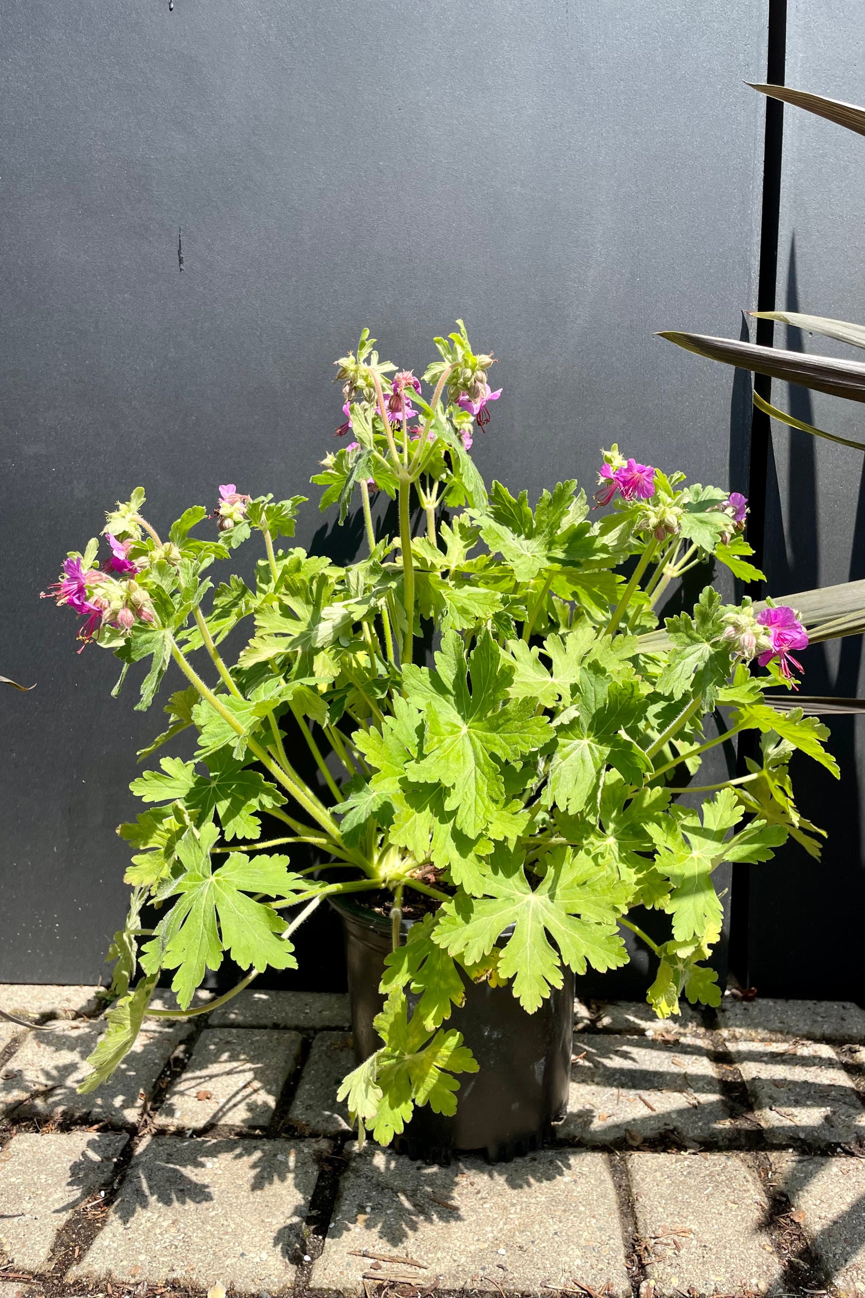The Geranium 'Bevan's Variety' in a #1 growers pot in bloom the middle of May in the Sprout Home yard. ©Sprout Home