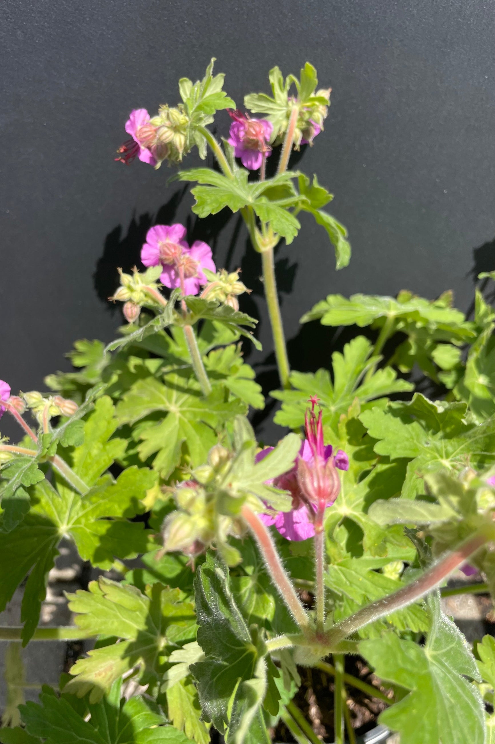 The Geranium 'Bevan's Variety' in bloom mid May showing a close up of the pink flowers and bright green leaves. ©Sprout Home