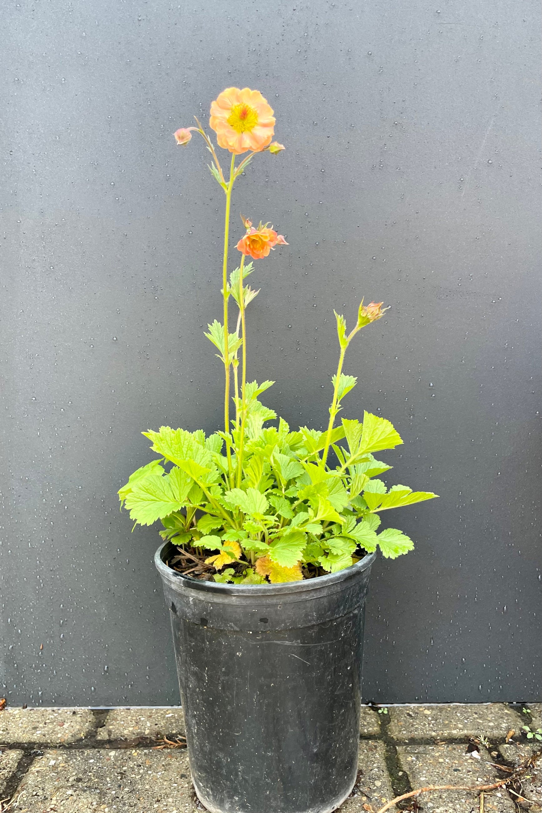 The Guem 'Mai Tai' in a #1 container in bloom in the middle of May against a black background at Sprout Home. ©Sprout Home