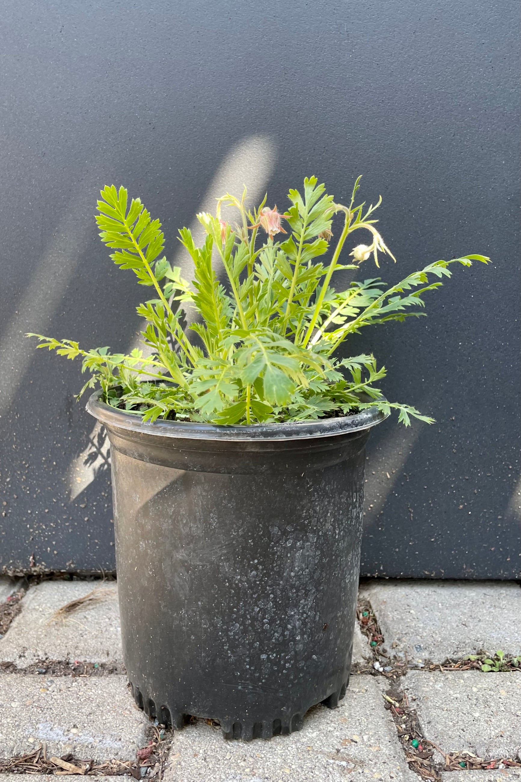 Geum triflorum in a #1 growers pot just starting to bloom the beginning of April in front of a black wall at Sprout Home. ©Sprout Home