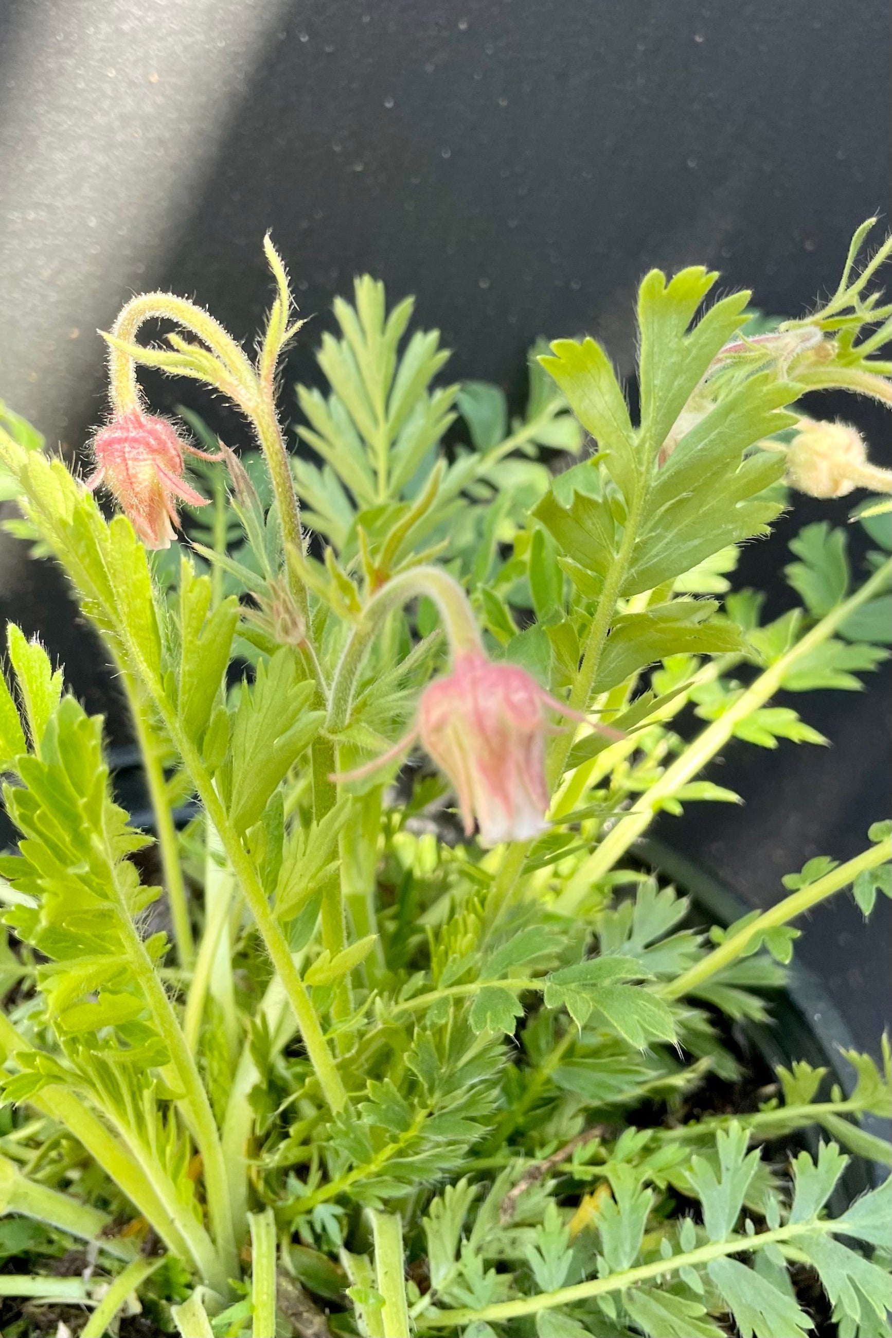 Geum triflorum just starting to bloom the beginning of April at Sprout Home. ©Sprout Home
