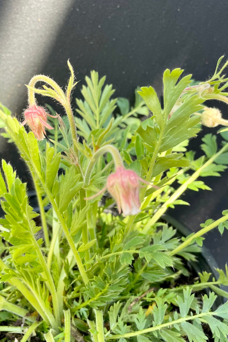 Geum triflorum just starting to bloom the beginning of April at Sprout Home. 