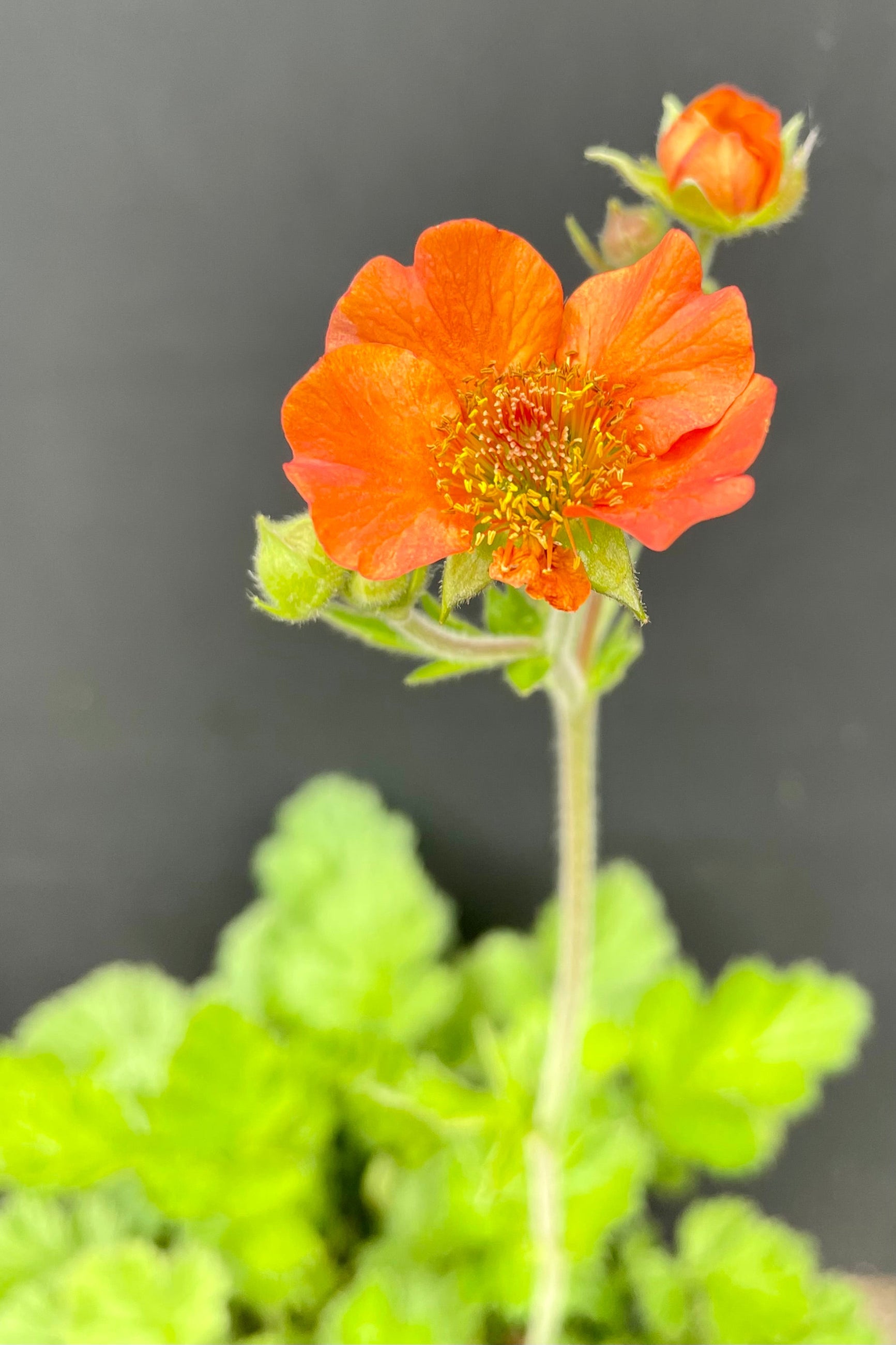 An up close picture of the tangerine orange flower of the Geum 'Totally Tangerine' perennial the end of May at Sprout Home against a black background and blurred green foliage towards the bottom. ©Sprout Home
