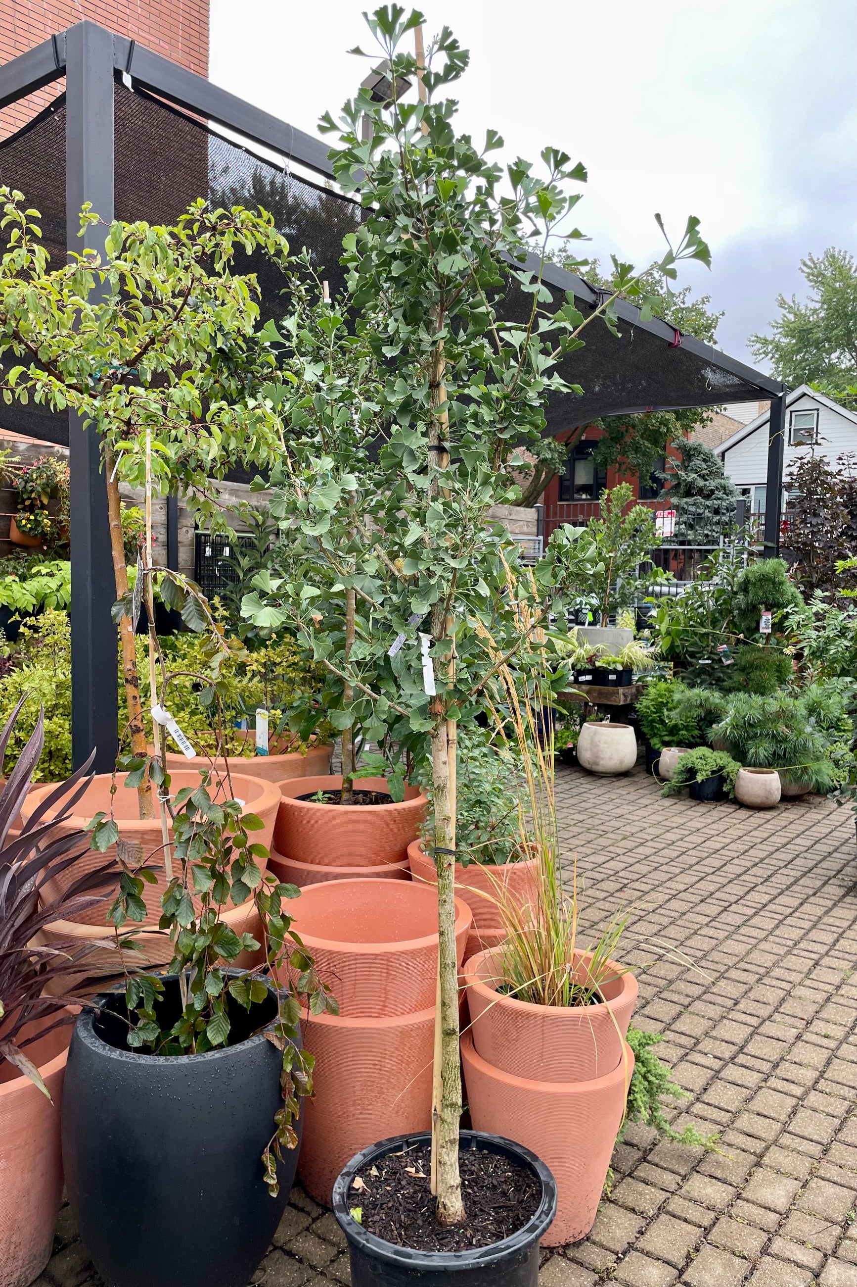 Gingko 'Autumn Gold' in a #10 growers pot the beginning of September before leaves turn golden yellow. ©Sprout Home