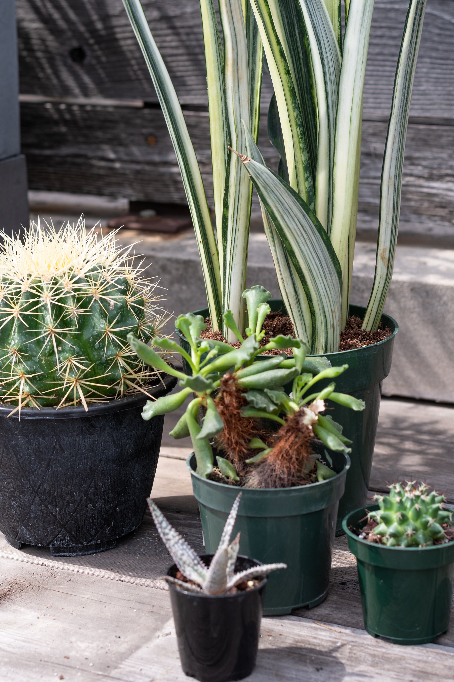 Sample photo of $100 full sun to part sun plant grab bag by Sprout Home #size_$100 Full sun to part sun