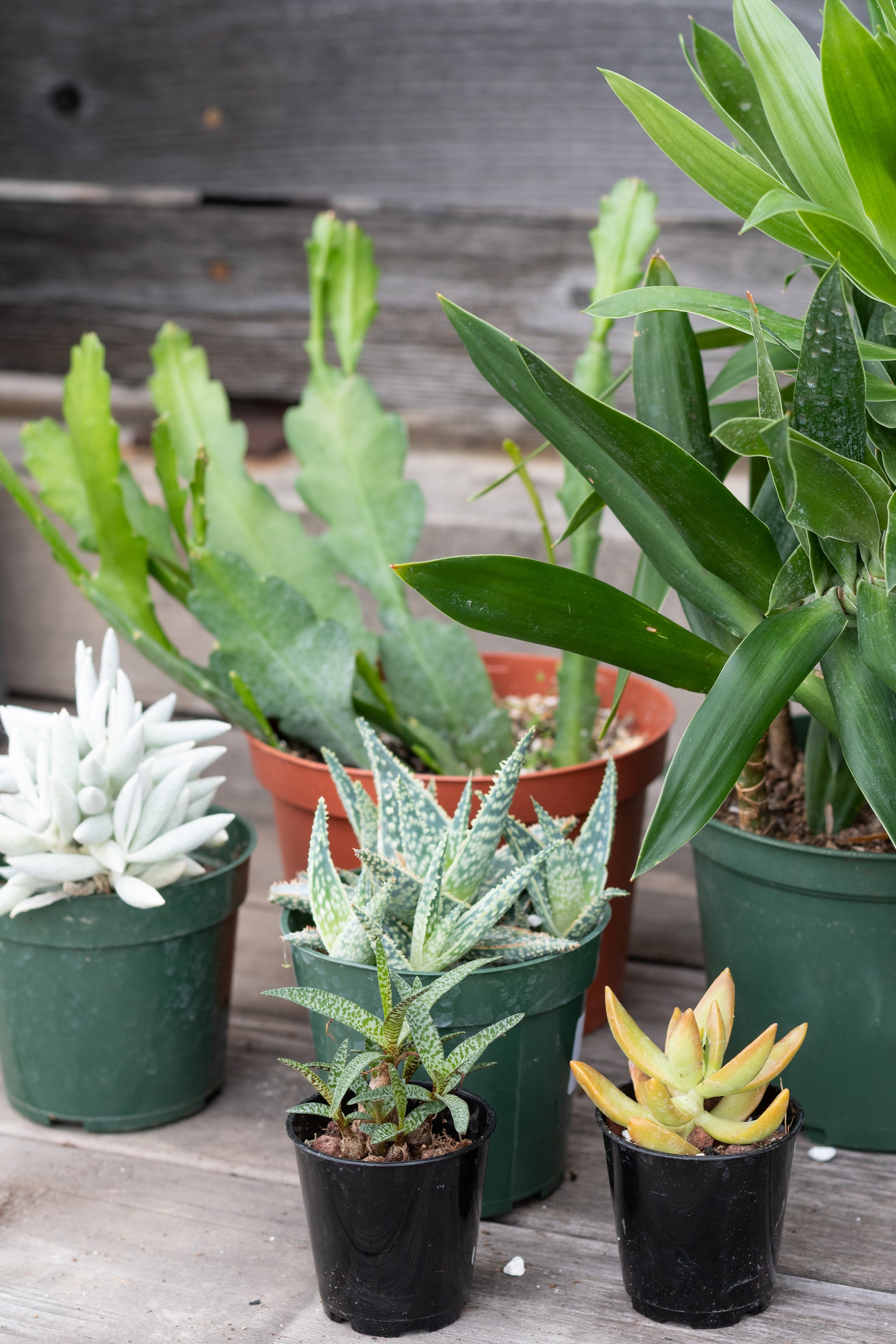 Sample photo of $100 full sun to part sun plant grab bag by Sprout Home #size_$100 Full sun to part sun