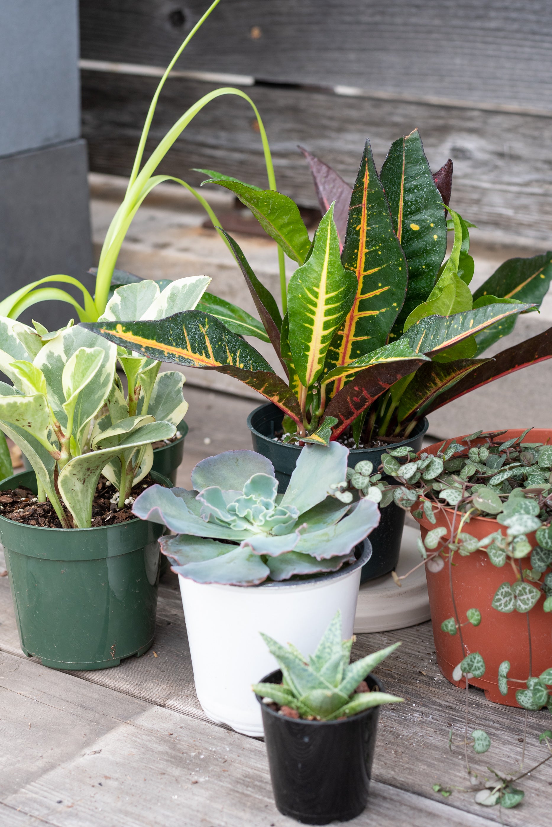 Sample photo of $100 full sun to part sun plant grab bag by Sprout Home #size_$100 Full sun to part sun