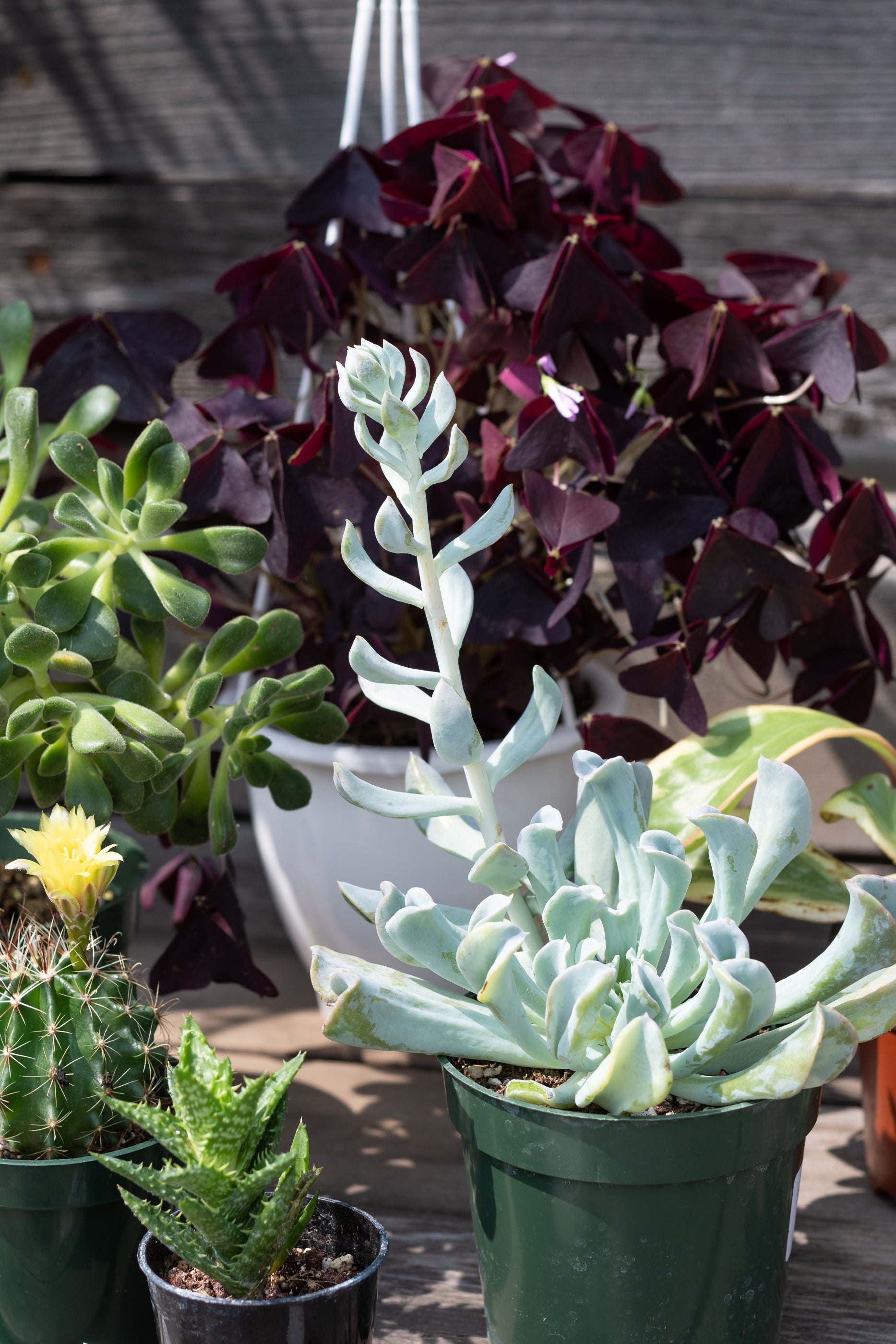 Sample photo of $60 full sun to part sun plant grab bag by Sprout Home #size_$60 Full sun to part sun