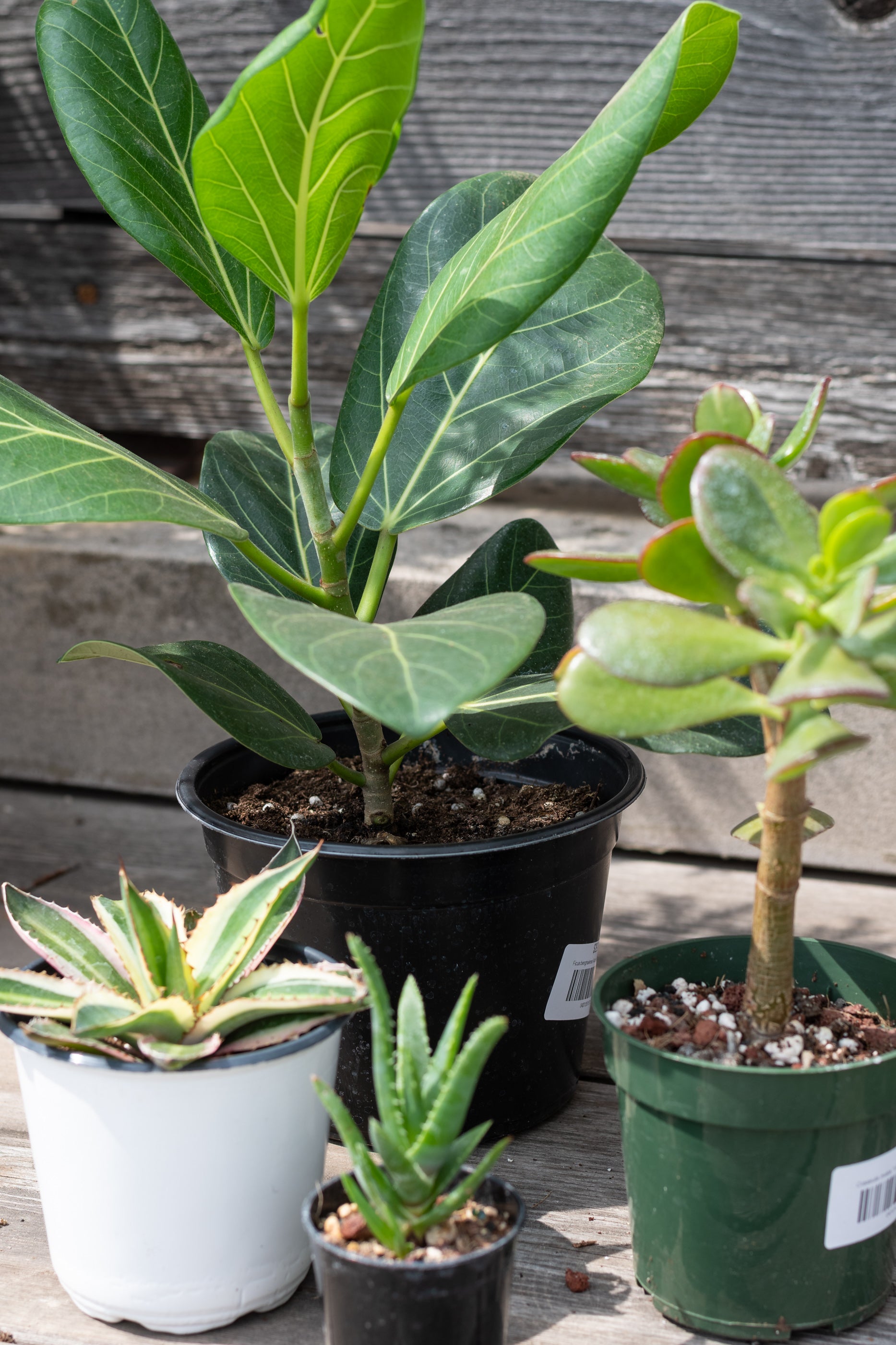 Sample photo of $60 full sun to part sun plant grab bag by Sprout Home #size_$60 Full sun to part sun