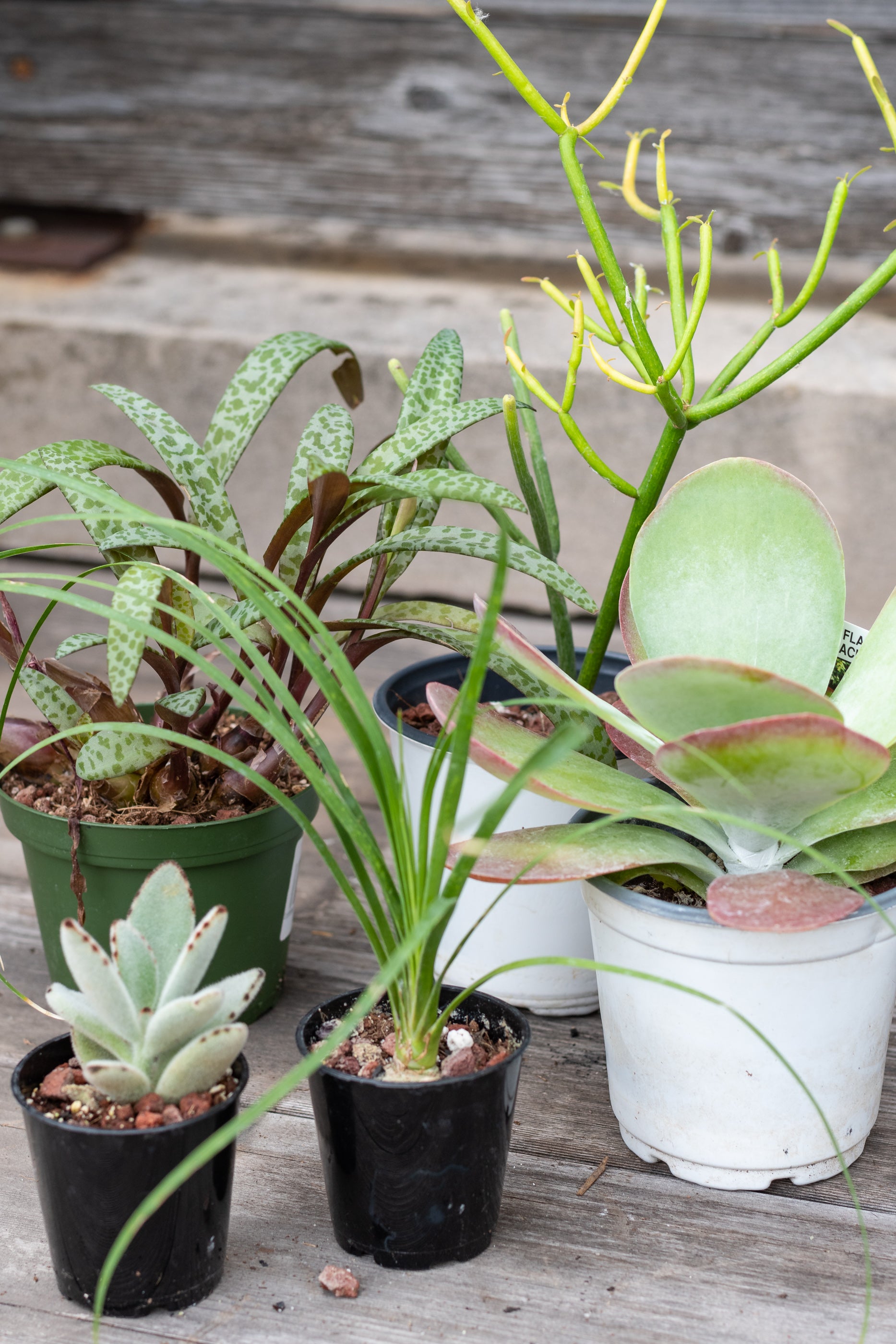 Sample photo of $60 full sun to part sun plant grab bag by Sprout Home #size_$60 Full sun to part sun