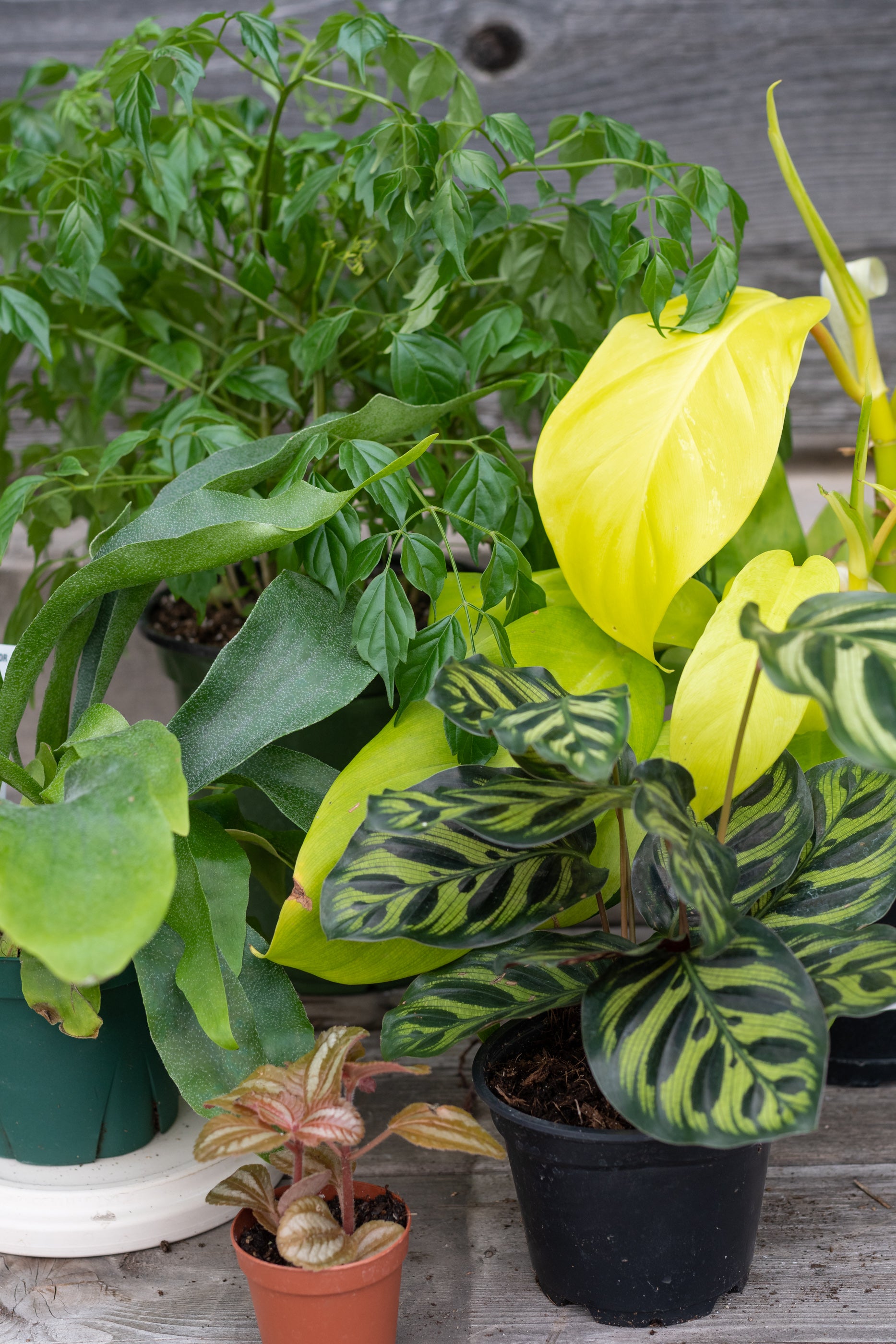 Sample photo of $100 full shade to part shade plant grab bag by Sprout Home #size_$100 Part shade to shade