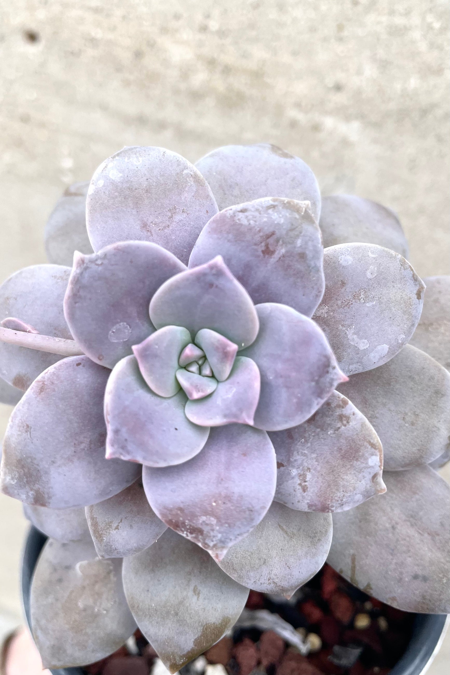 A detailed view of Graptopetalum 4" against concrete backdrop ©Sprout Home