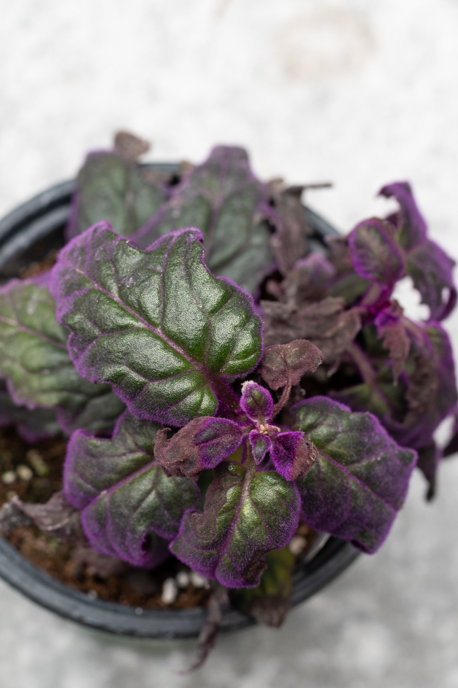 A potted Gynura aurantiaca 'Purple Passion' plant with trailing purple leaves. ©Sprout Home