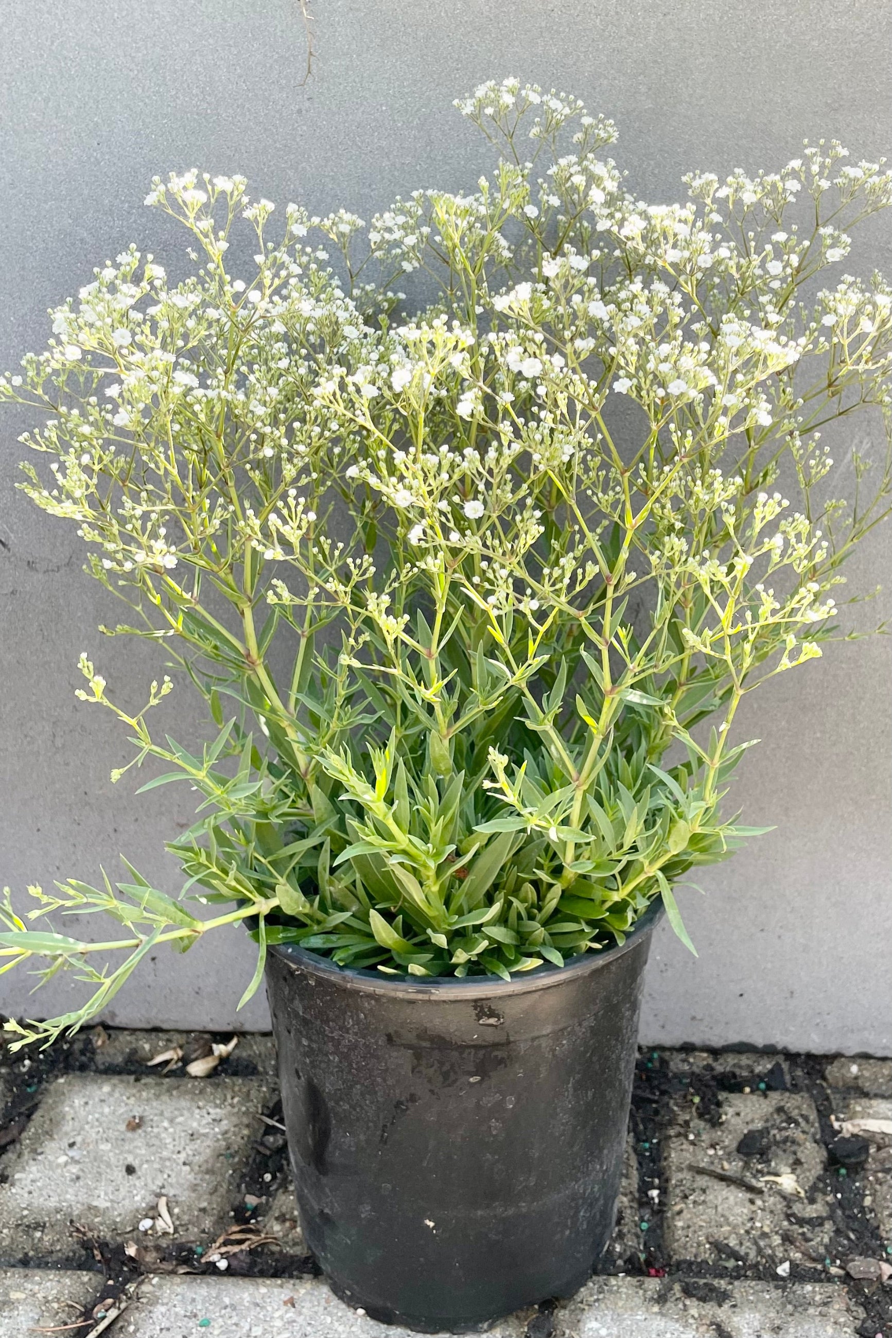 Gypsophila 'Summer Sparkles' in a #1 pot against a grey wall in bloom showing the tiny flowers forming a cloud above the foliage at the end of June at Sprout Home. ©Sprout Home