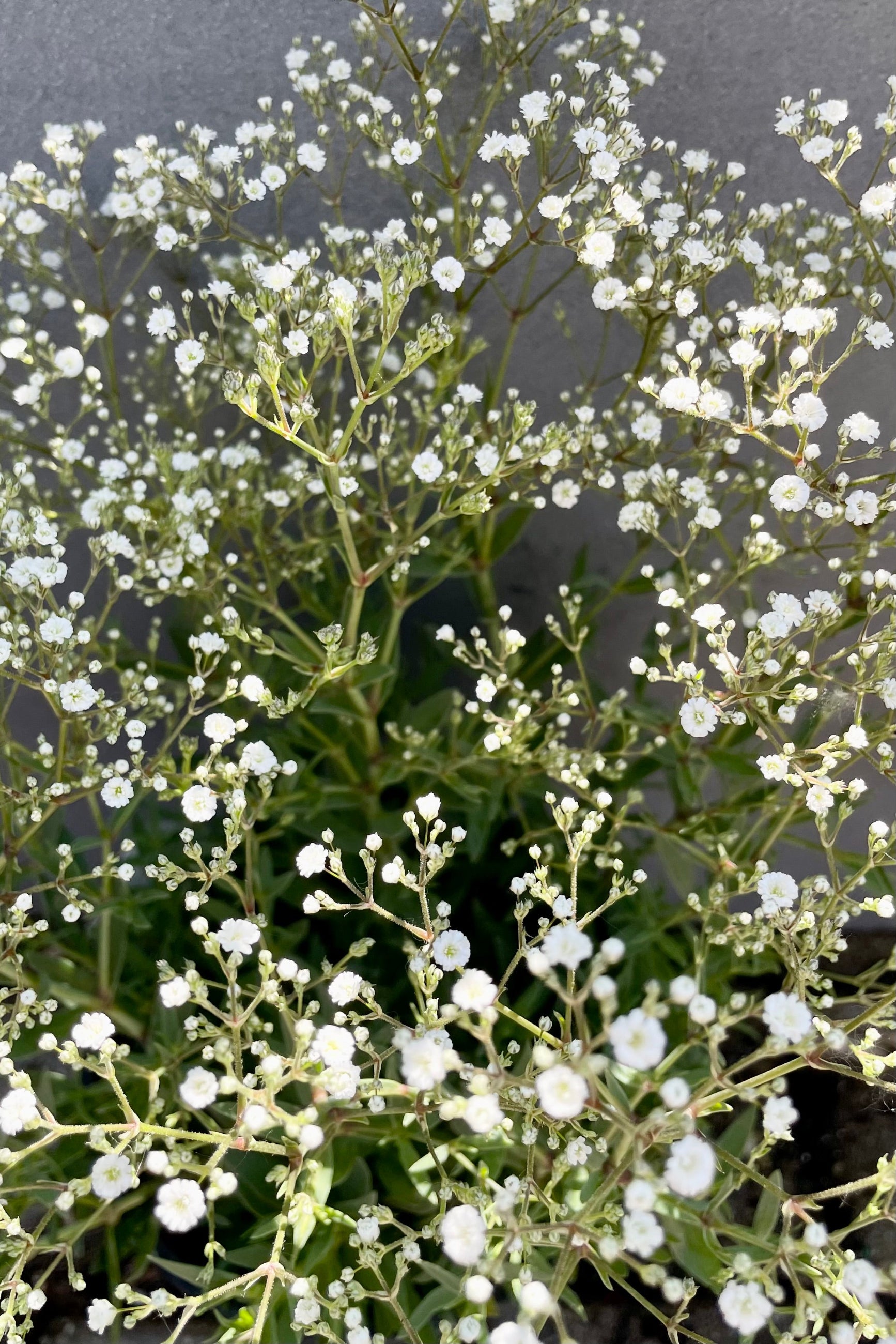 Gypsophila 'Summer Sparkles' in bloom with its tiny flowers the end of June at Sprout Home. ©Sprout Home