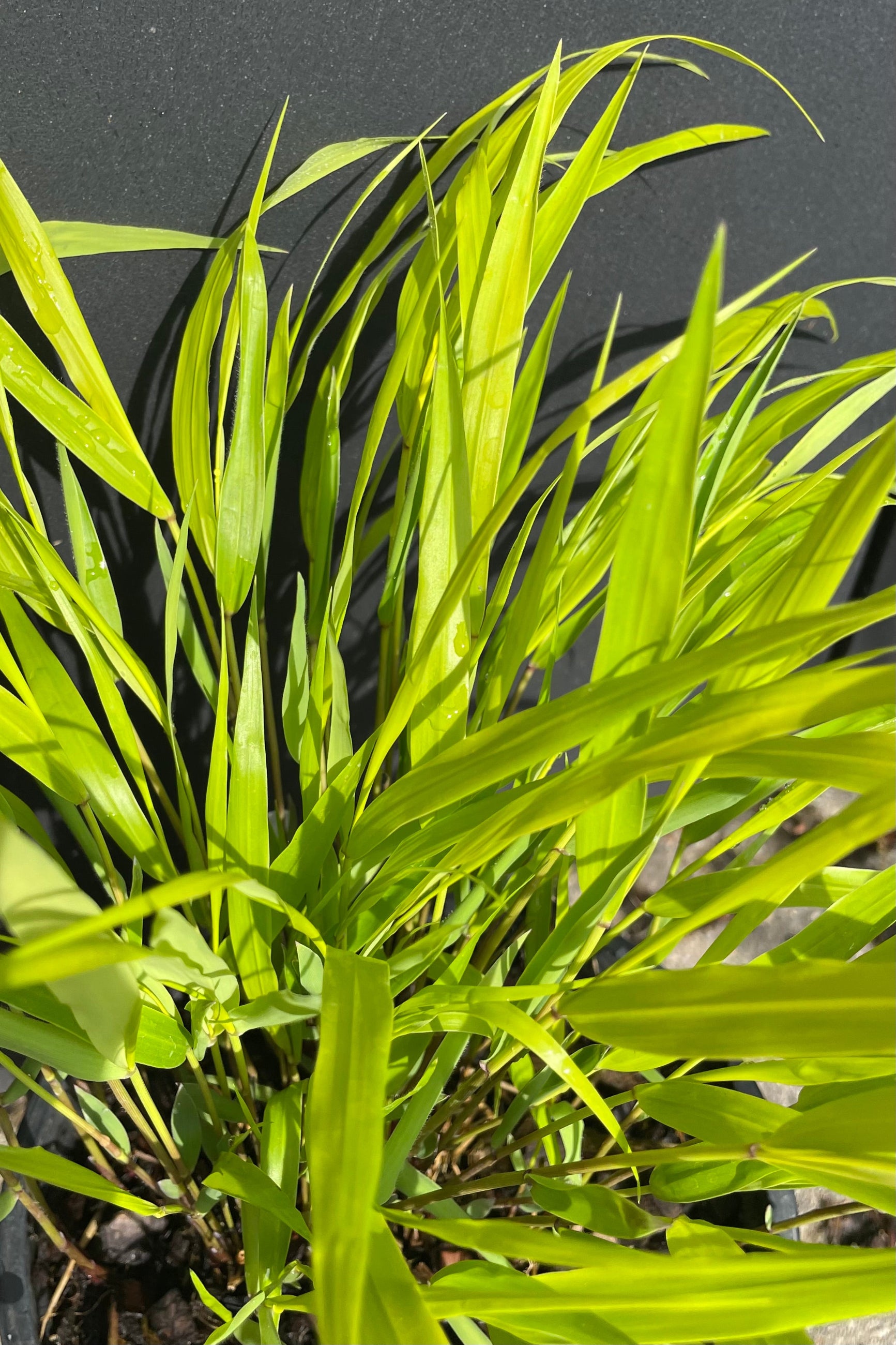 The vibrant yellow blades of the Hakonechloa 'All Gold' up close against a black background at Sprout Home. ©Sprout Home