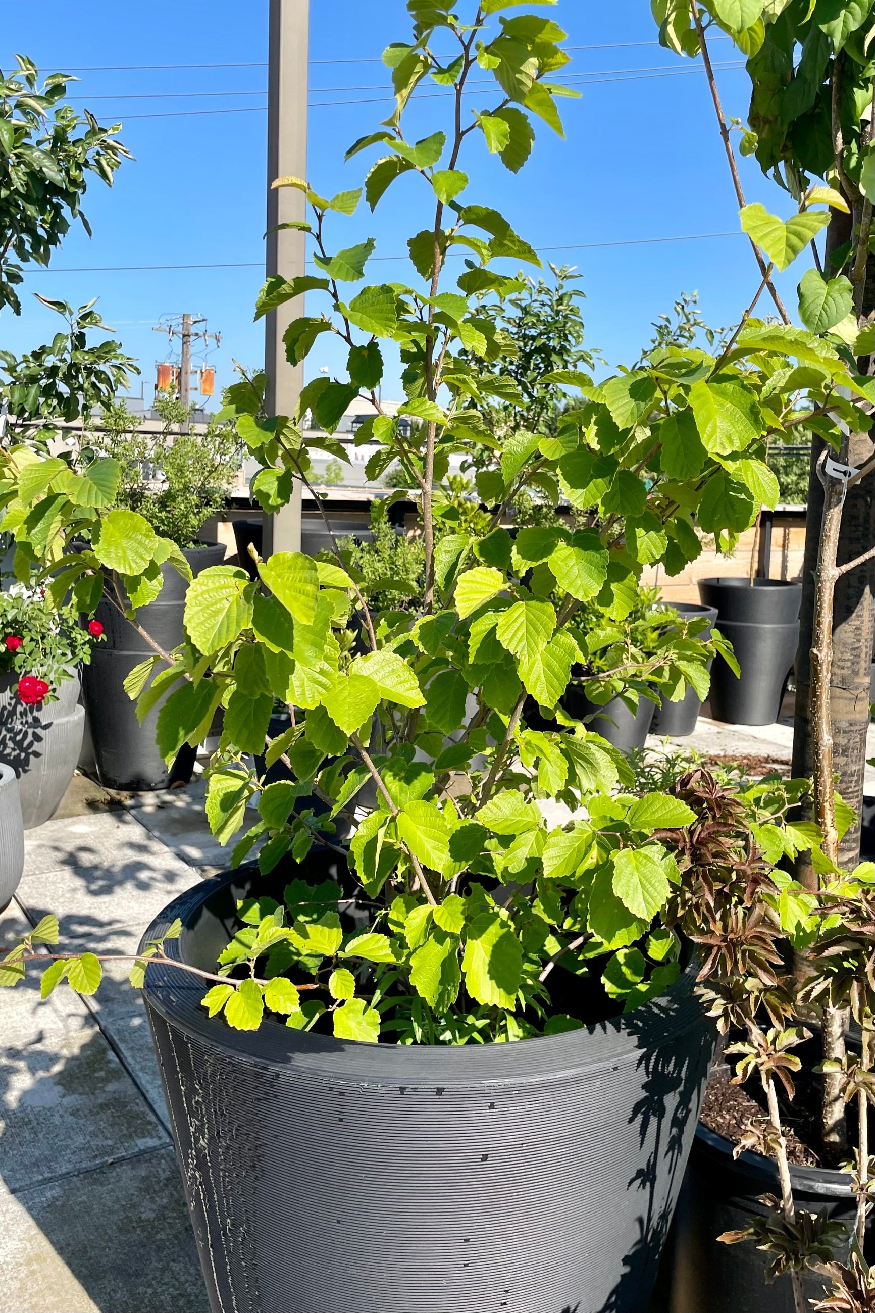 Hamamelis virginiana in a #5 container sitting in a more decorative pot surrounded by other containers and plants with the sky in the background at Sprout Home mid to late June. ©Sprout Home