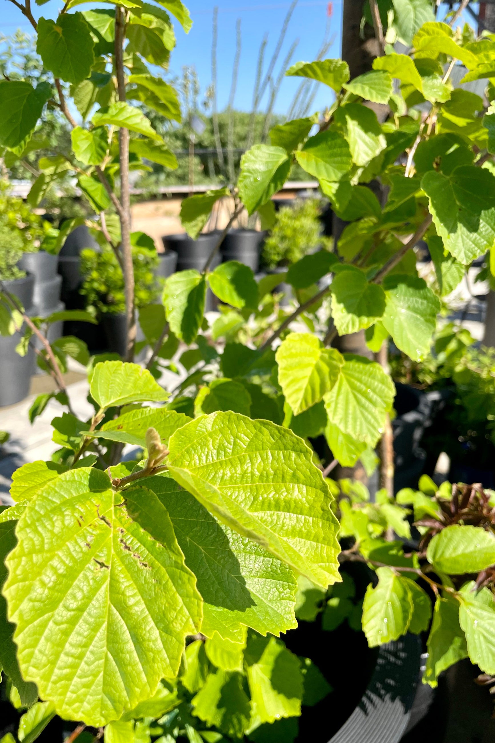 Hamamelis virginiana leaves up close with the sky in the background mid to late June at Sprout Home. ©Sprout Home