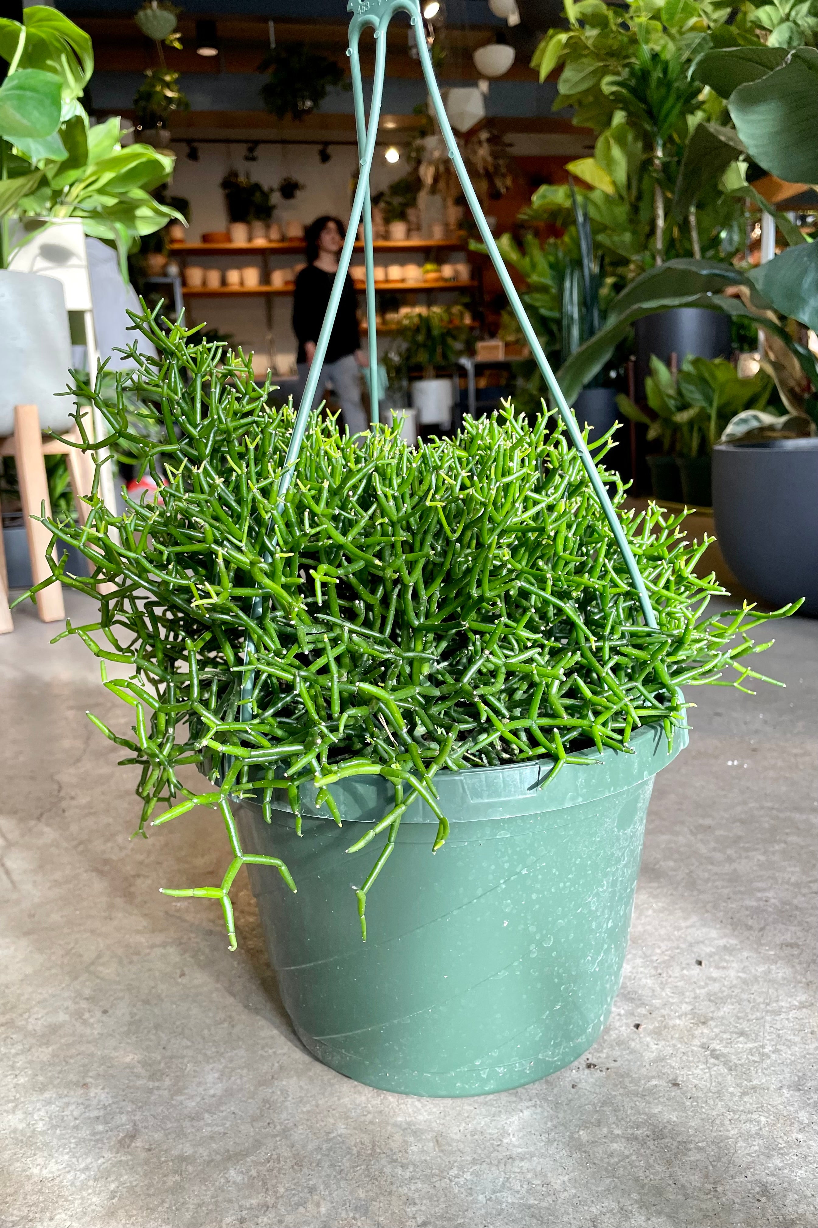 The Hatiora cylindrica in an 8" growers pot on a concrete floor at Sprout Home.