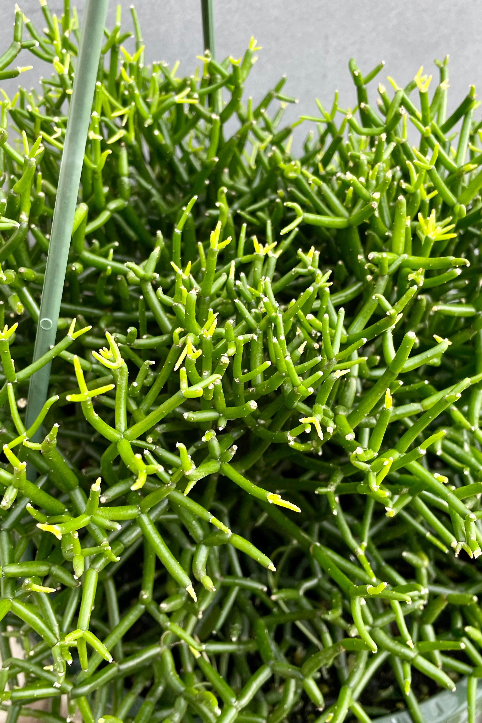 A detail photo of the succulent like limbs of the Hatiora cylindrica.