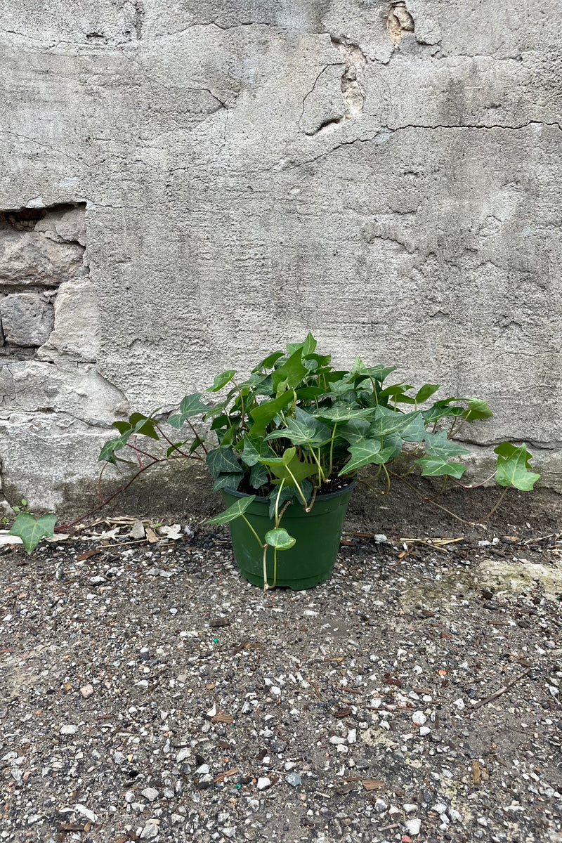 Hedera helix "English Ivy" 6" green growers pot with green english ivy leaves against a grey wall
