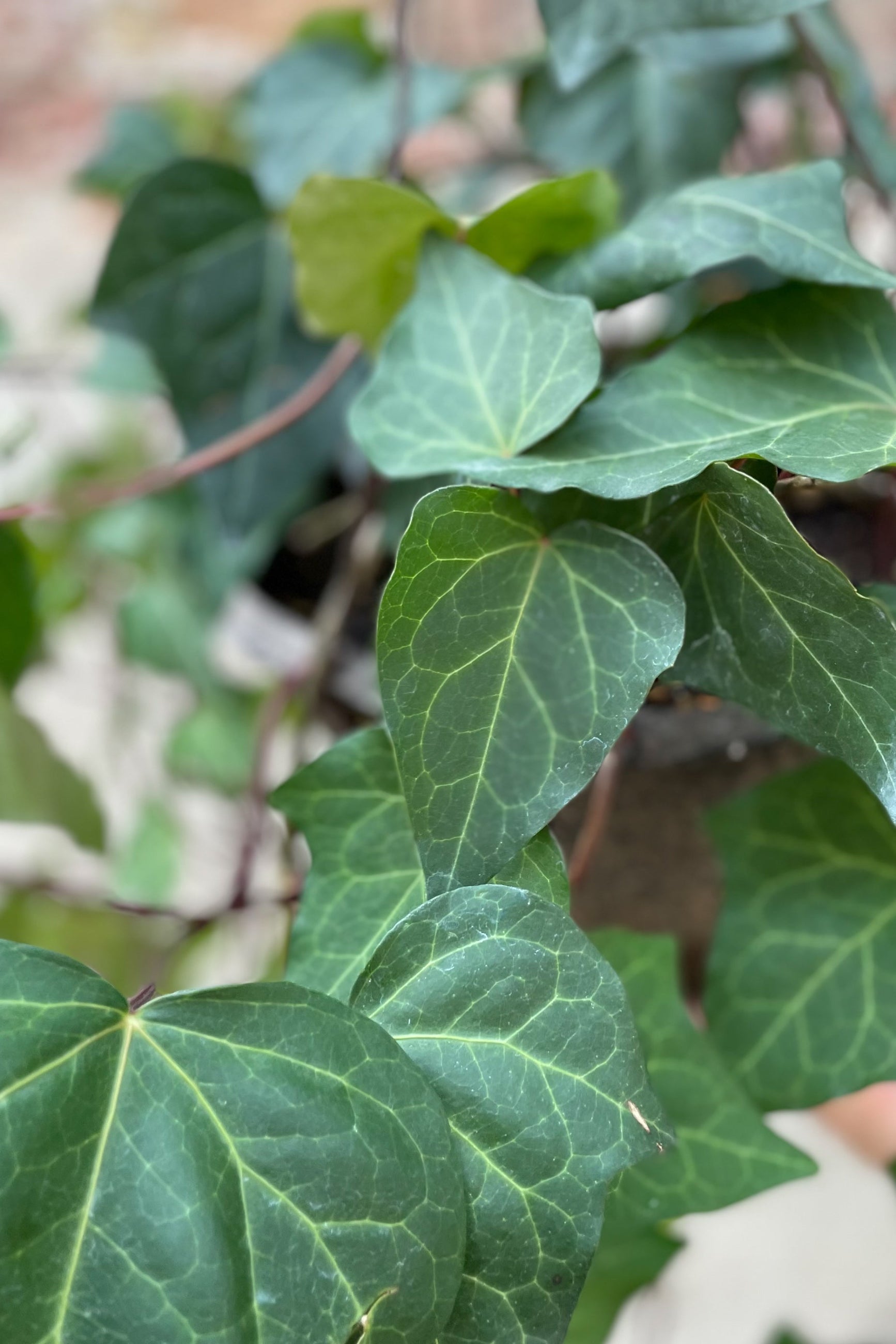 Close up of Hedera algeriensis "Algerian Ivy" leaves ©Sprout Home