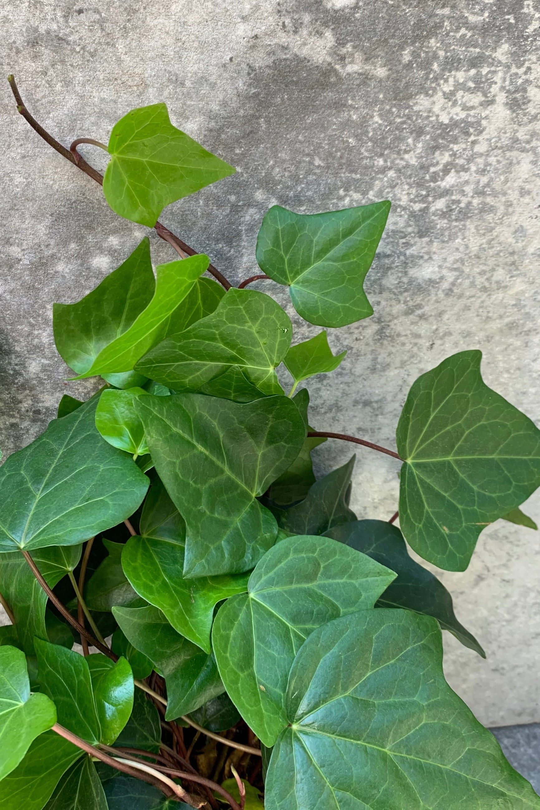 Algerian Ivy up close detail shot. ©Sprout Home