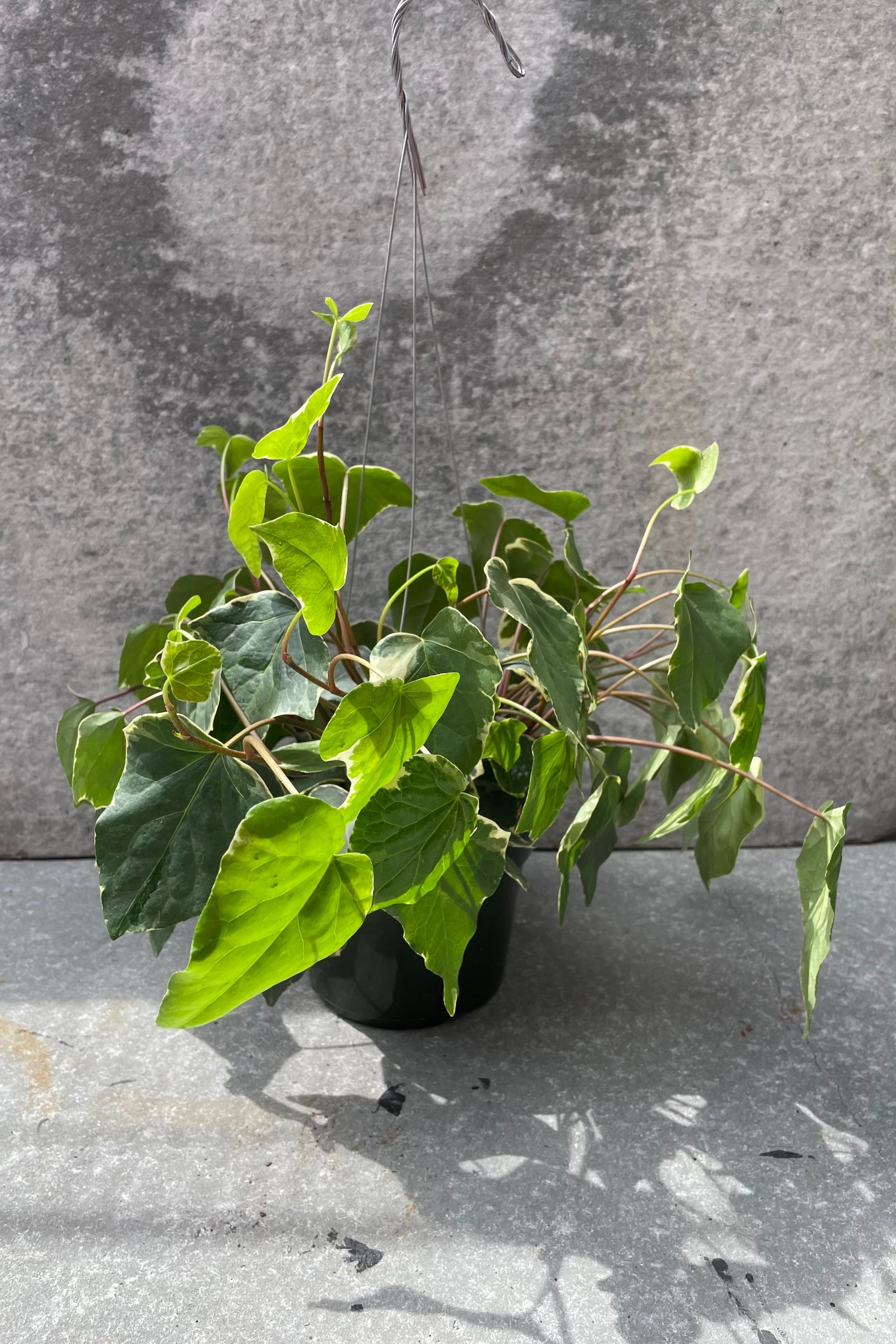 Variegated Algerian Ivy plant in a 6" container. ©Sprout Home
