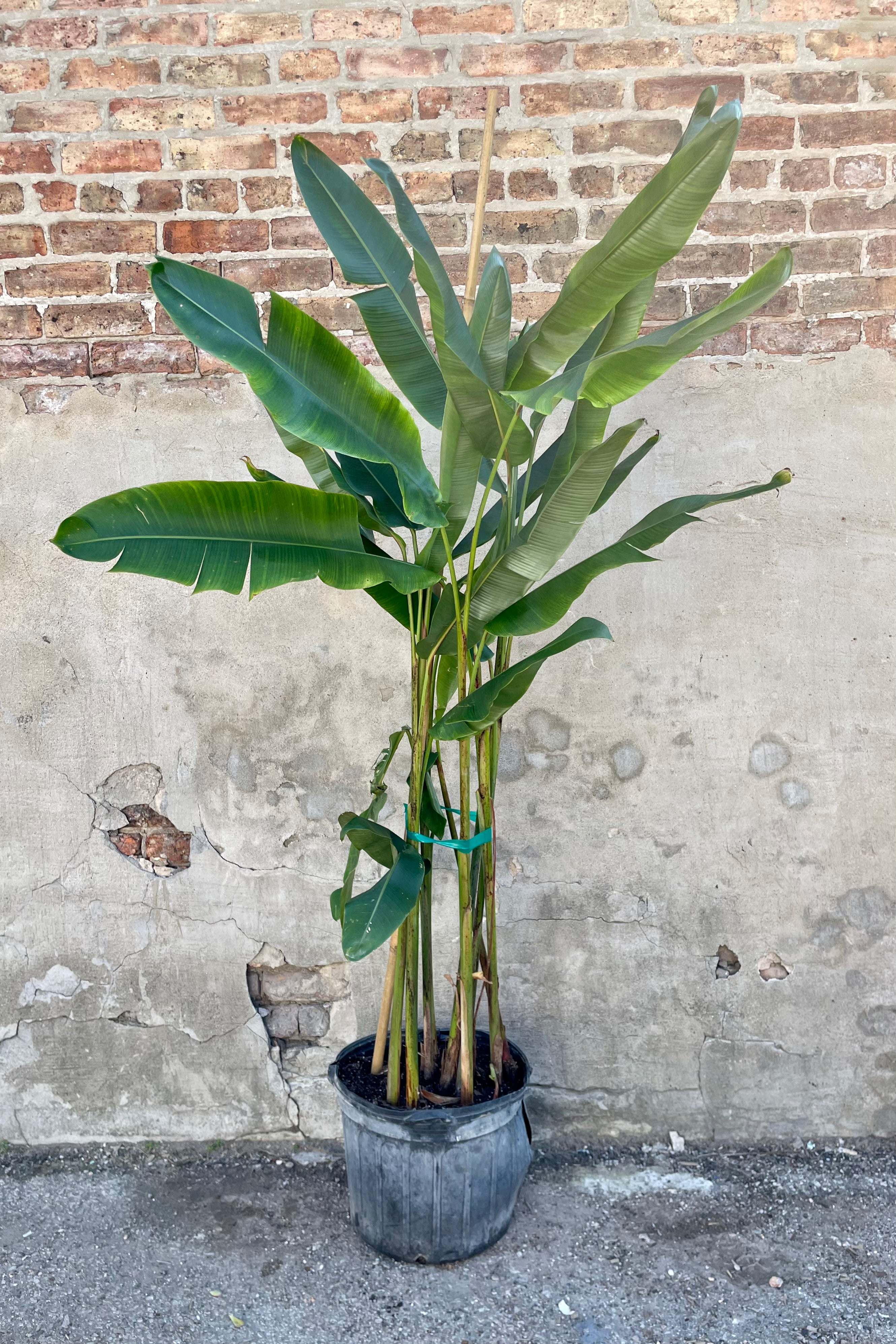 Heliconia 14" black growers pot with green variegated palm leaves against a brick and grey wall
