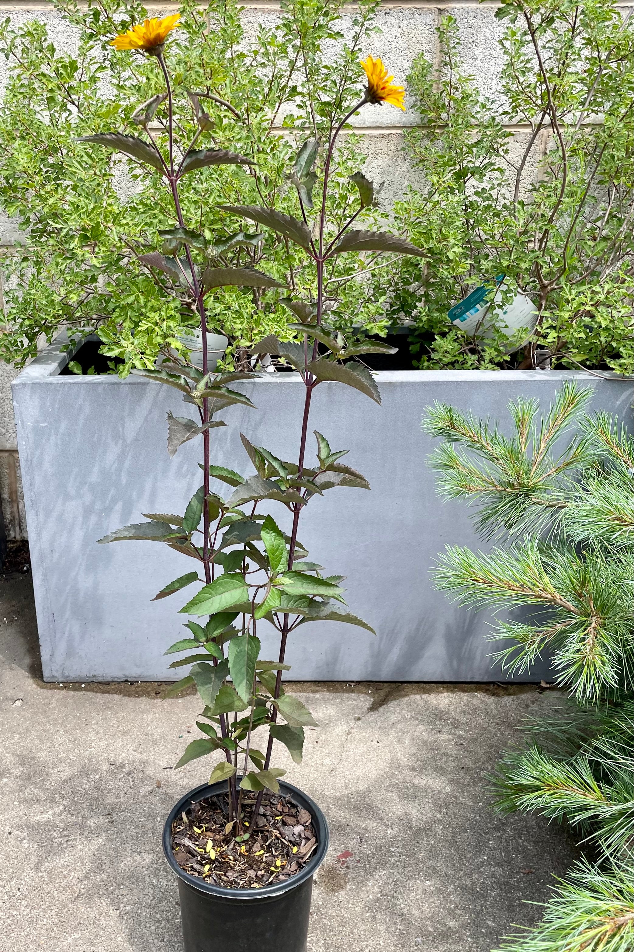 Heliopsis 'Burning Hearts' perennial in bloom the beginning of July in a #1 pot at Sprout Home.