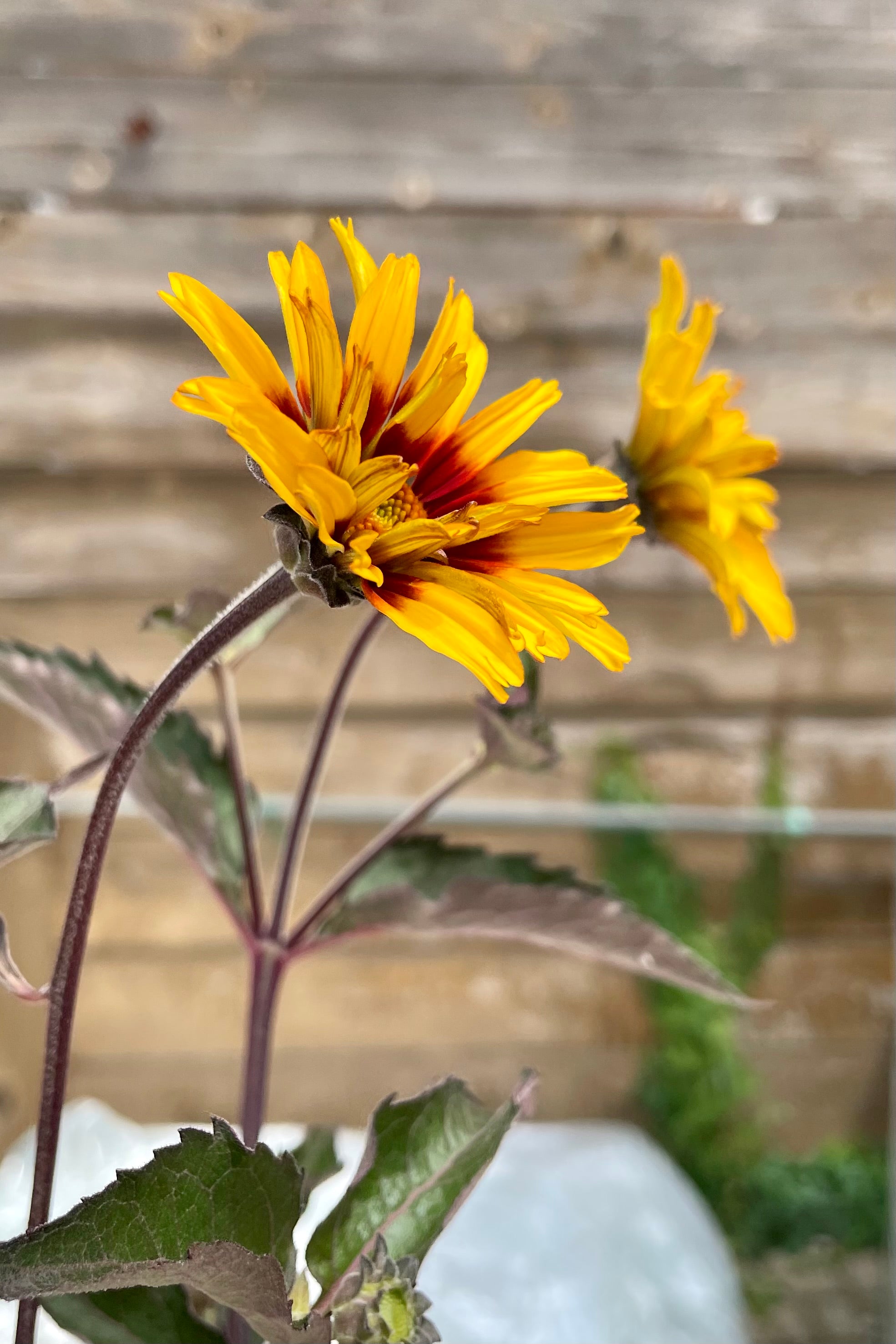 Detail picture of the yellow with red center daisy like blooms of the Heliopsis 'Burning Hearts' the beginning of July at Sprout Home.