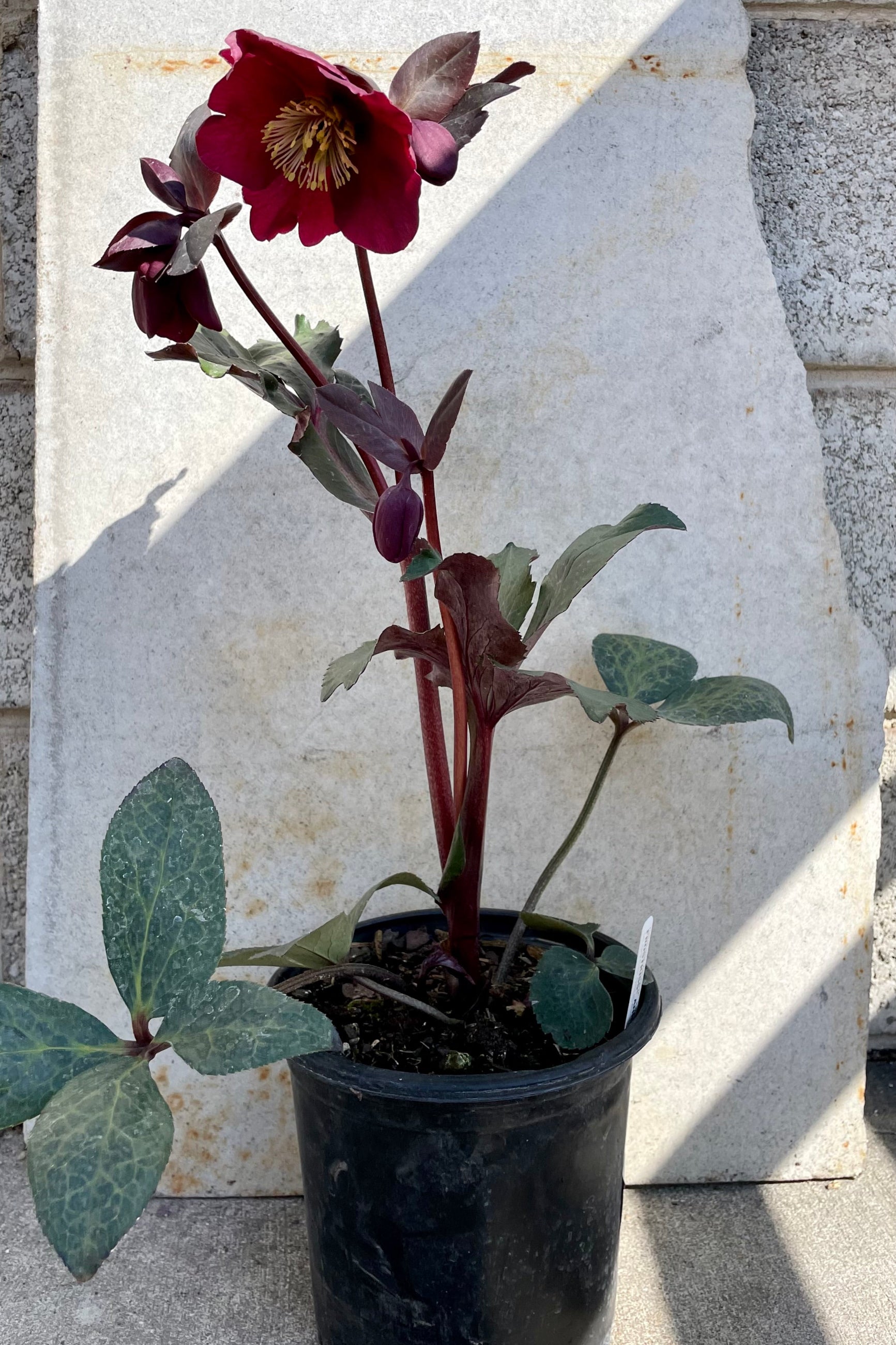 The Helleborus 'Anna's Red' in a #1 growers pot in bloom mid March. ©Sprout Home