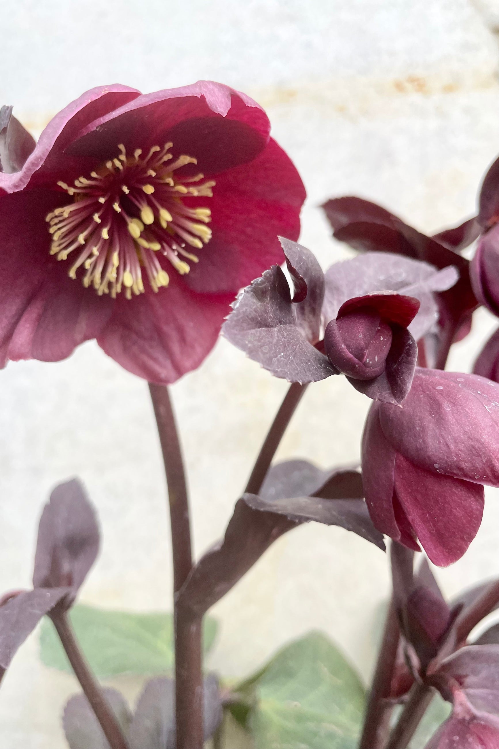 Helleborus 'Brunello' #1 detail of Deep purple red flowers on top of dark green thick foliage against a grey background ©Sprout Home